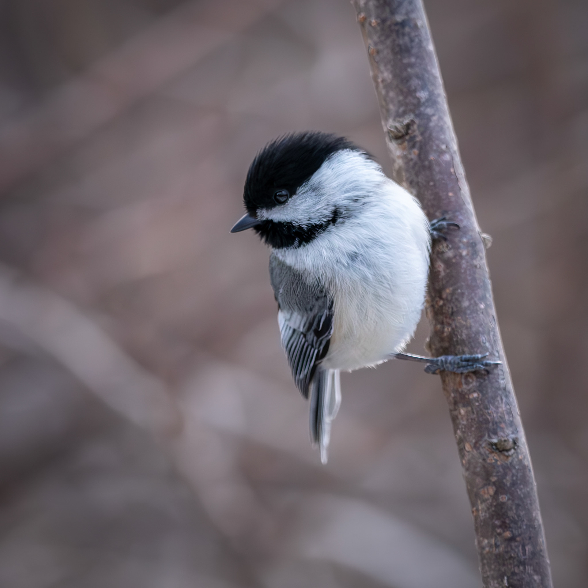 Mésange à tête noire / Black-capped chickadee