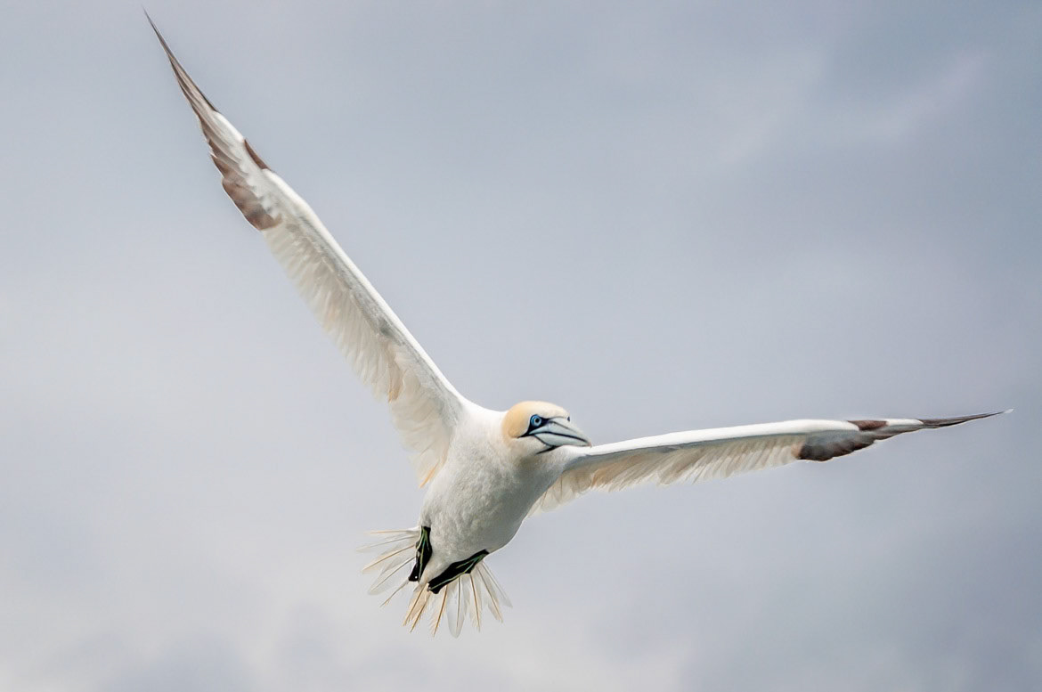 Fou de bassan / Gannet
