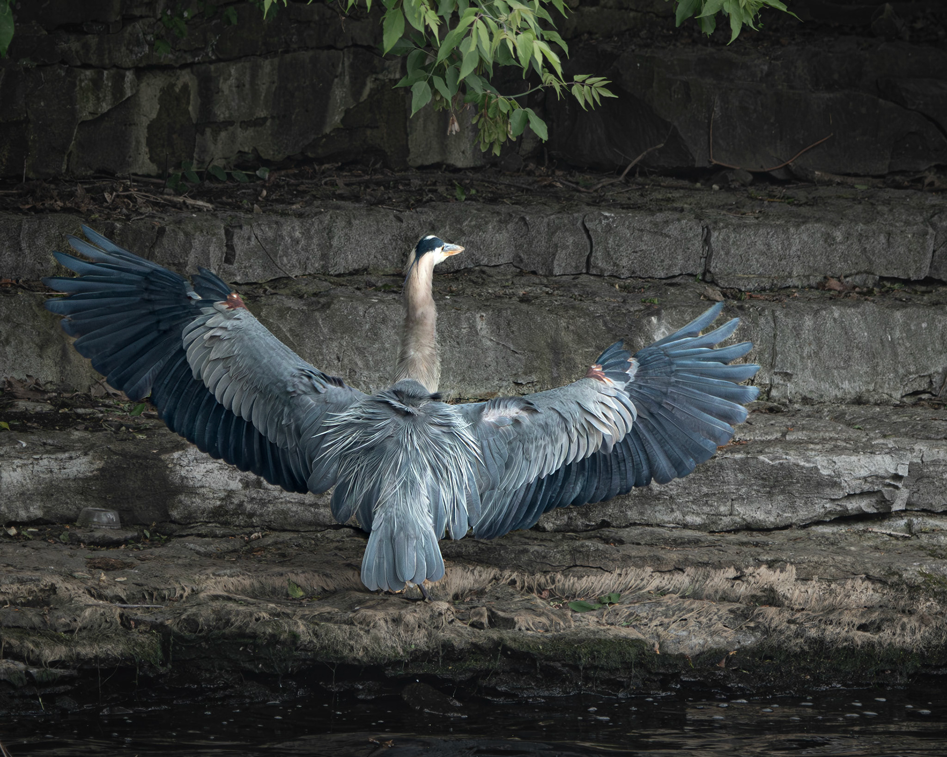 Grand héron / Great blue heron