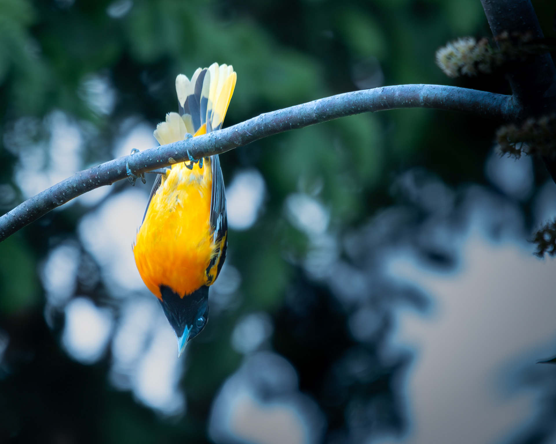 Oriole de Baltimore / Baltimore oriole
