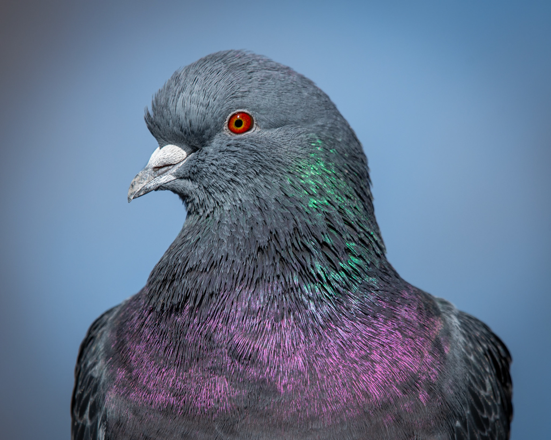 Pigeon biset / Feral pigeon