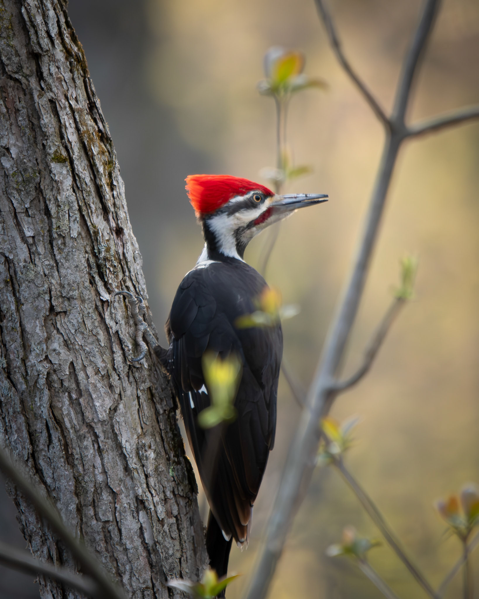 Grand Pic / Pileated woodpecker