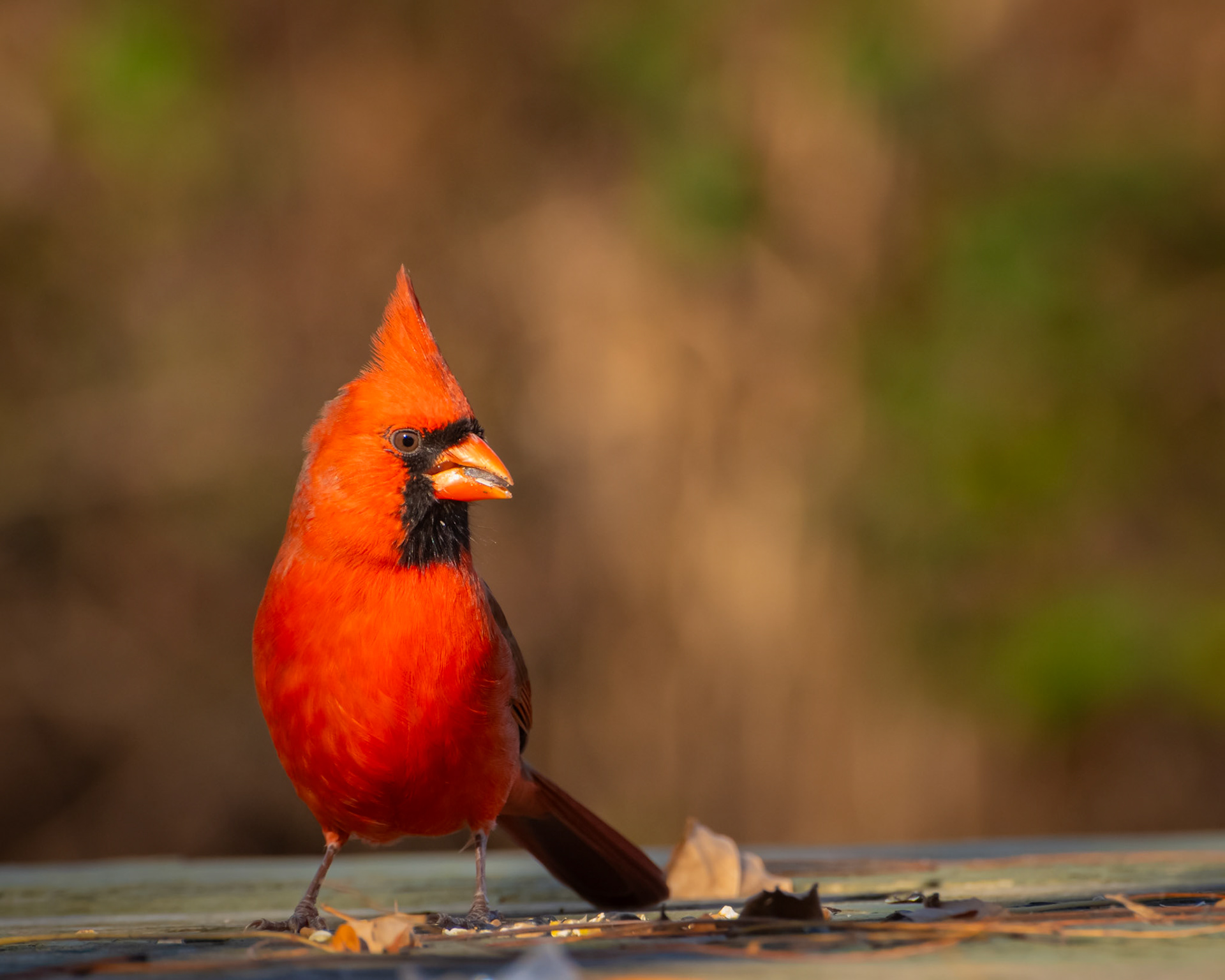 Cardinal rouge / Northern cardinal