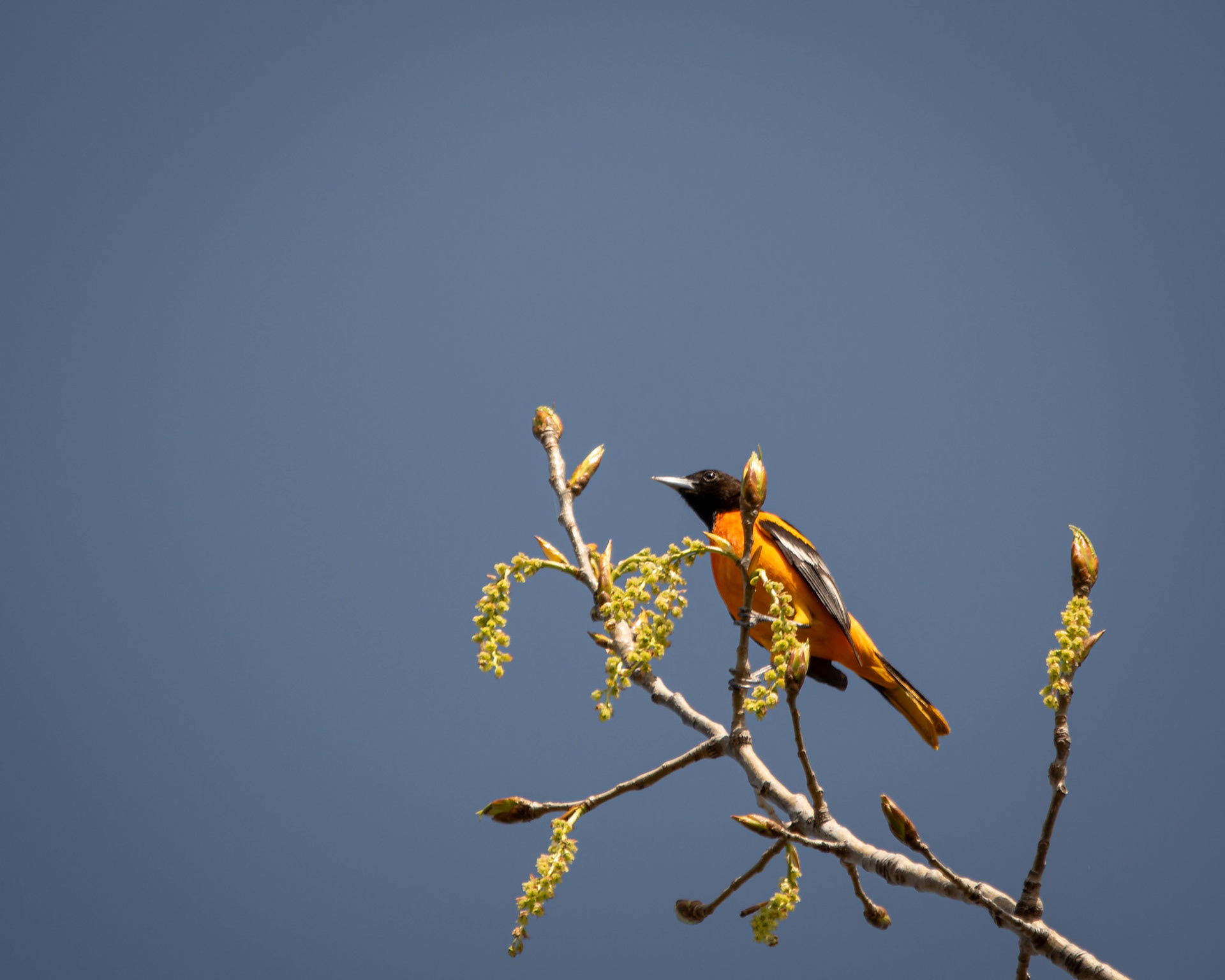 Oriole de Baltimore / Baltimore oriole