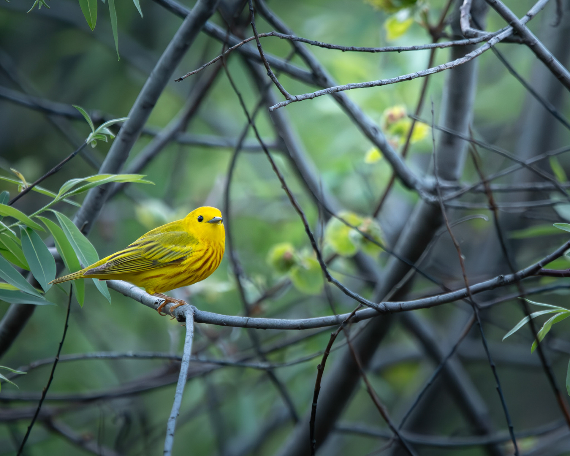 Paruline Jaune / Yellow warbler