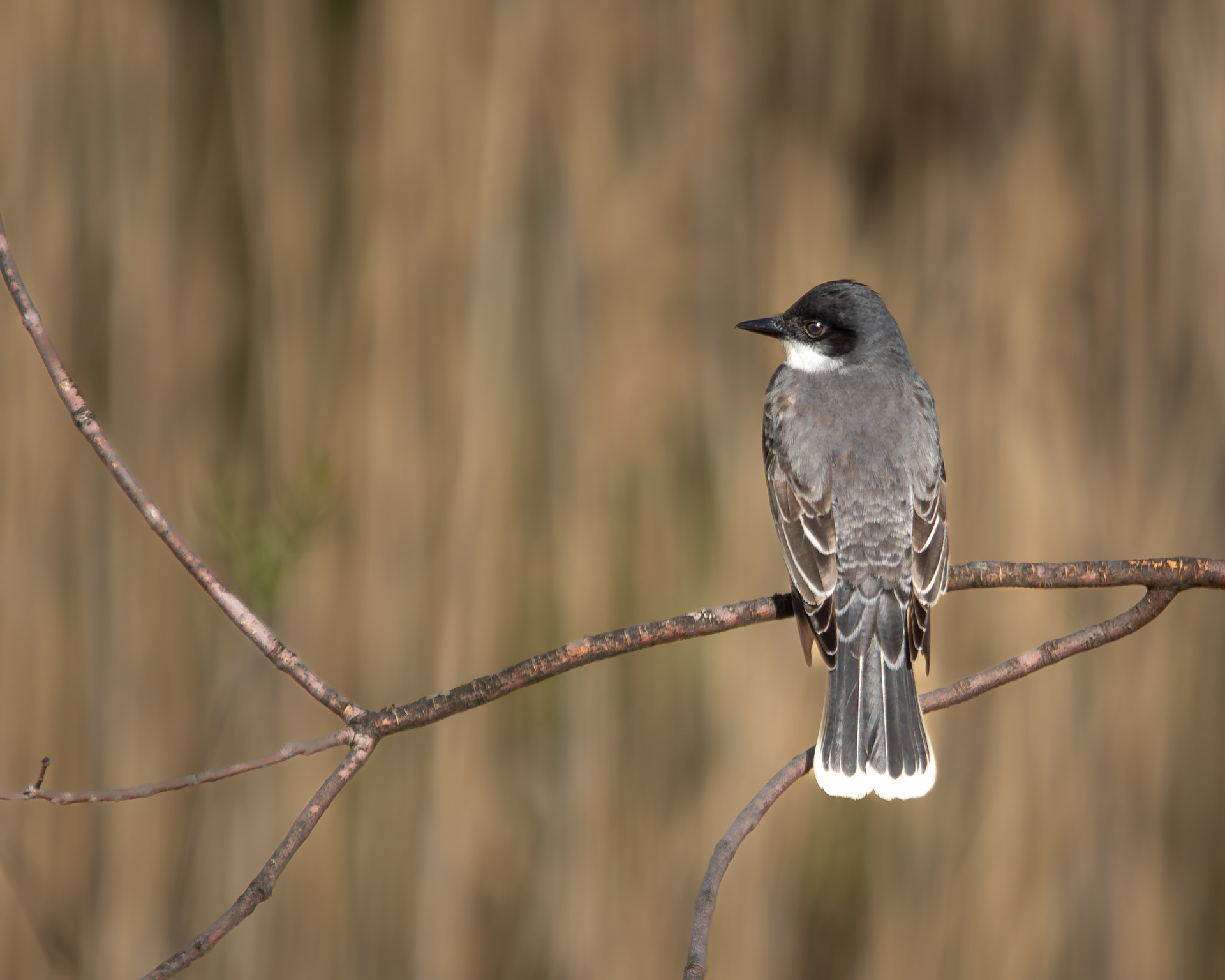 Tyran tritri / Eastern kingbird