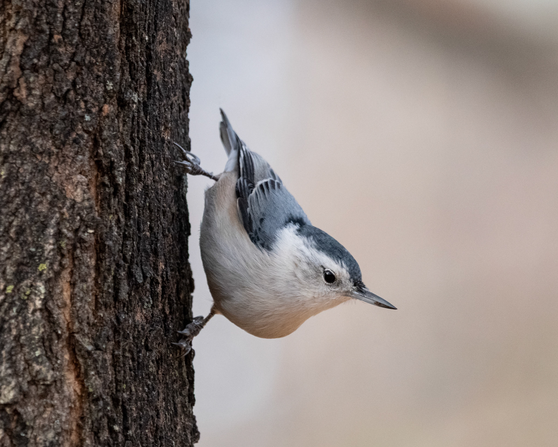 Sittelle à poitrine blanche / White-breasted nuthatch
