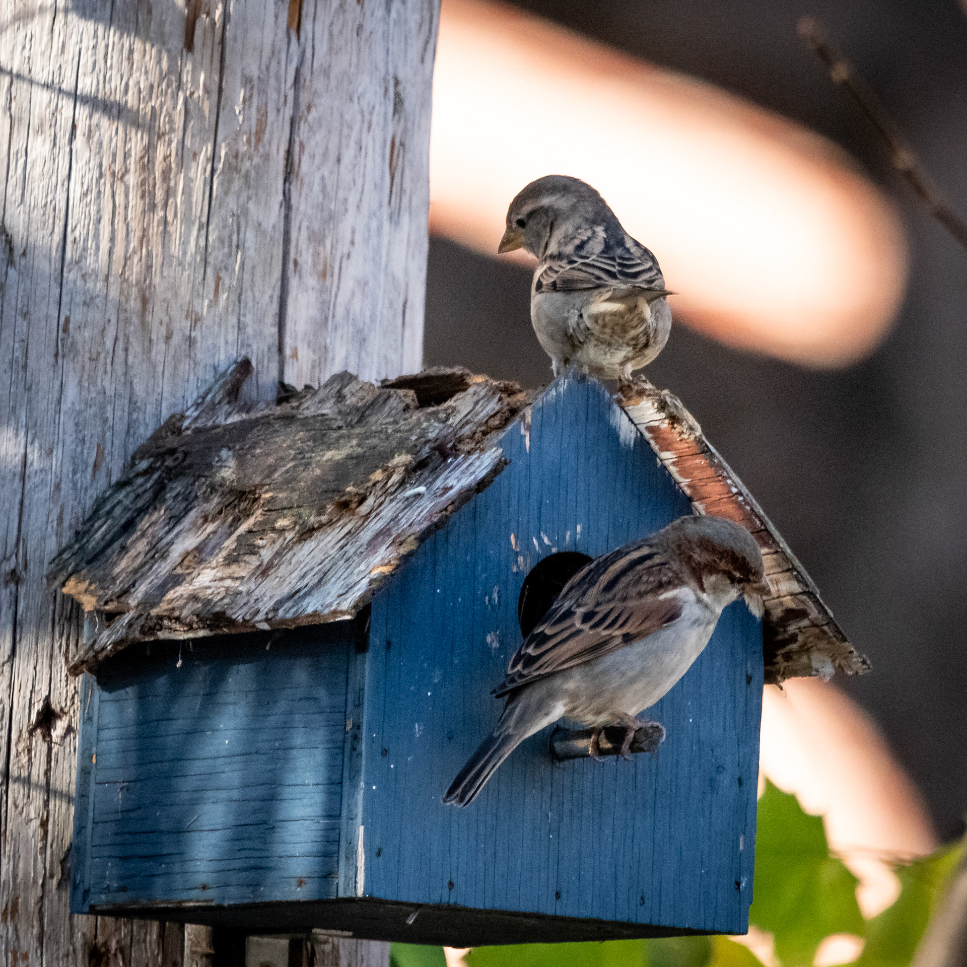 Moineau domestique / House sparrow