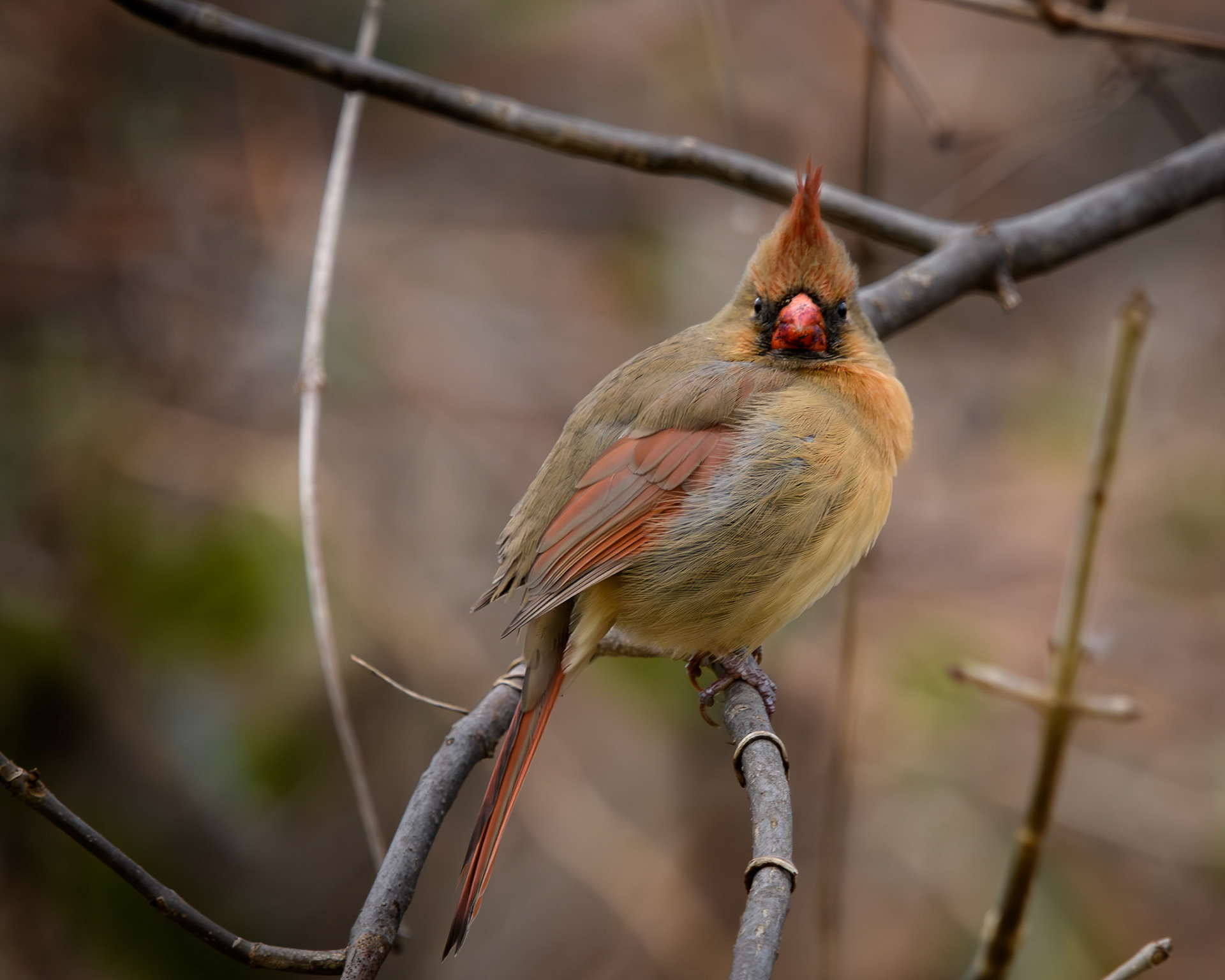 Cardinal rouge / Northern cardinal