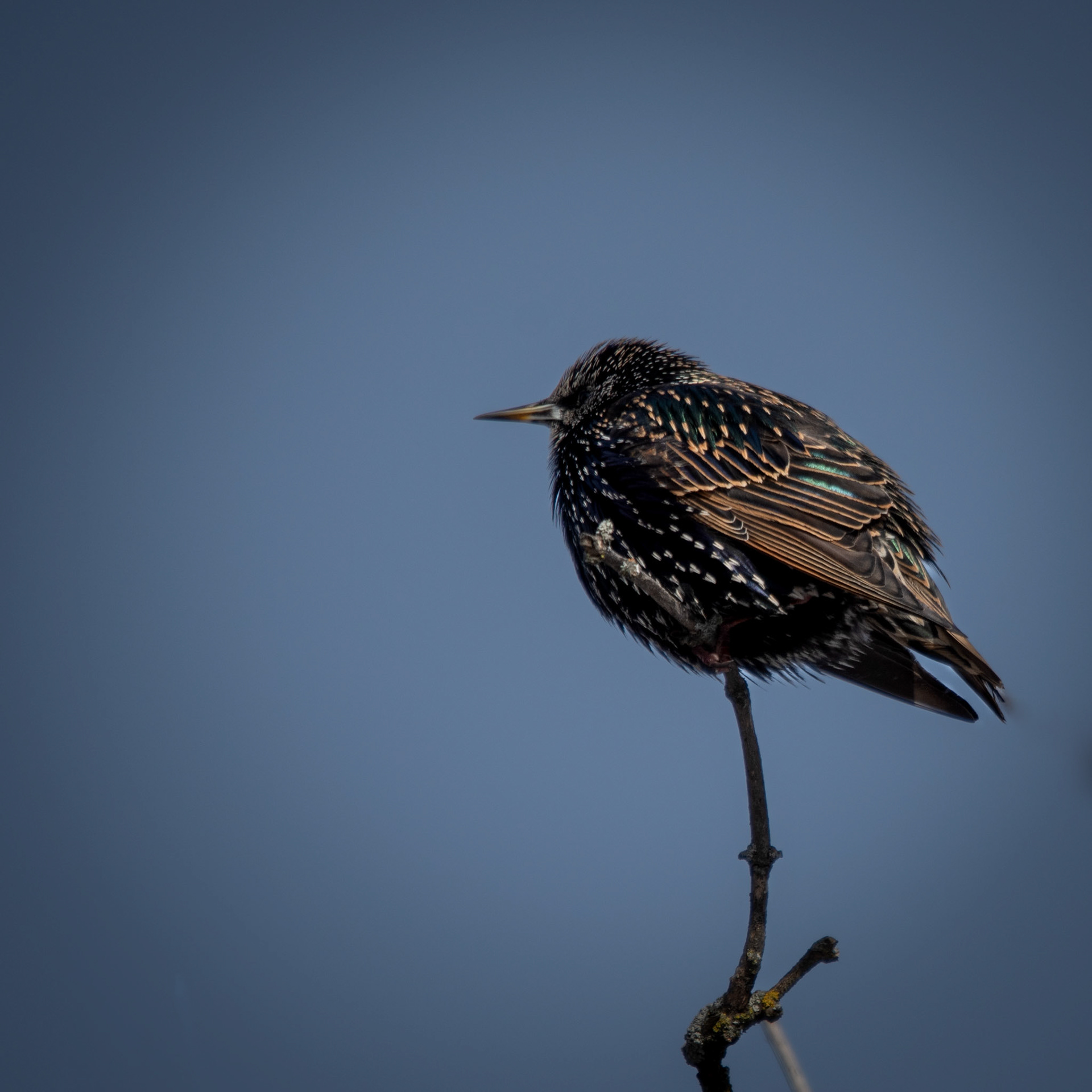 Étourneau sansonnet / Common starling