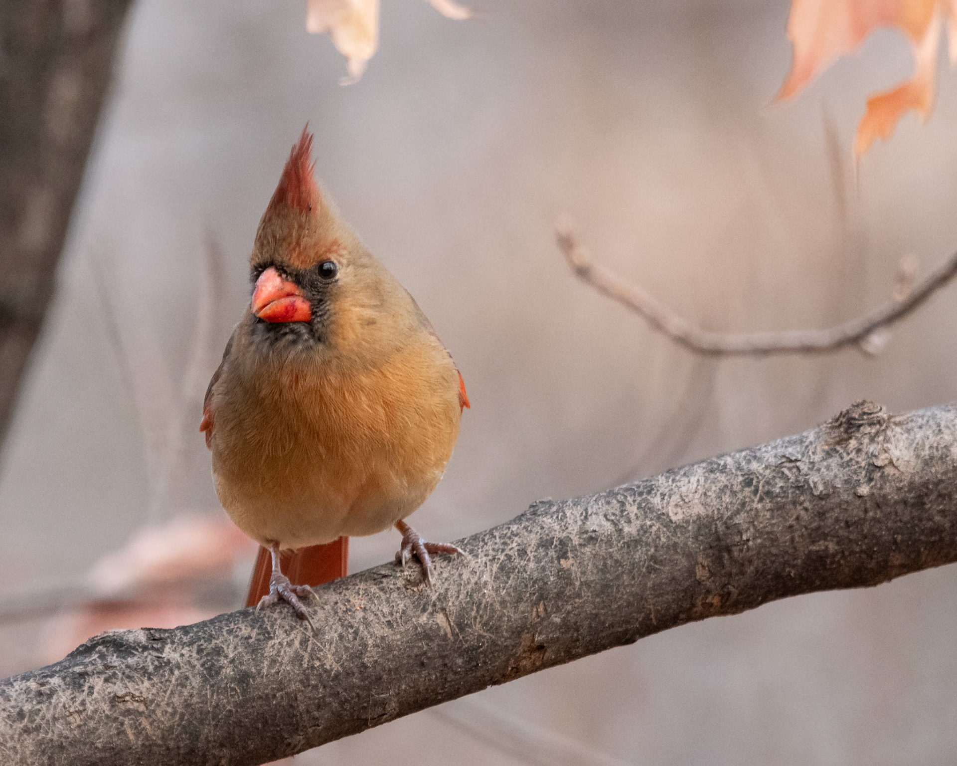 Cardinal rouge / Northern cardinal