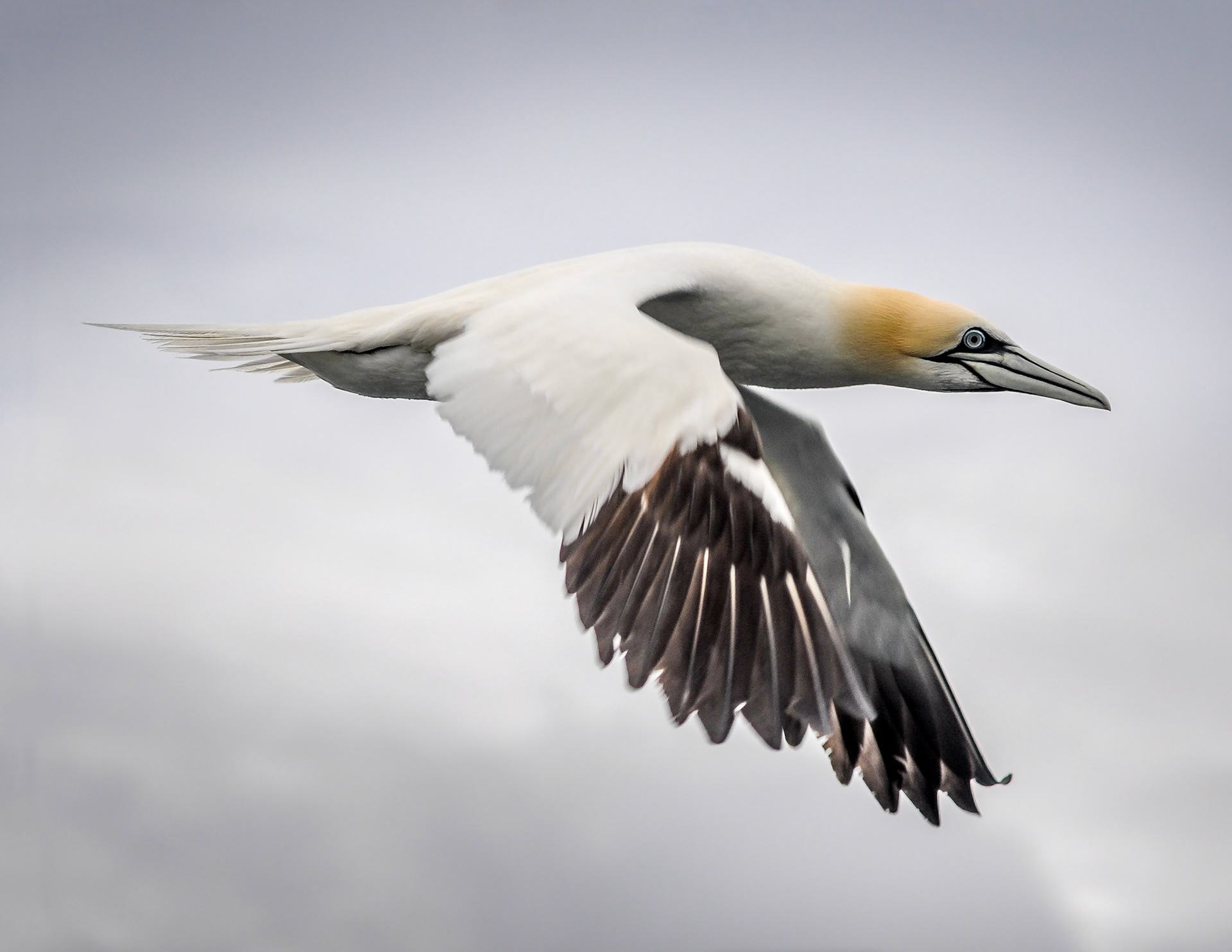 Fou de bassan / Gannet