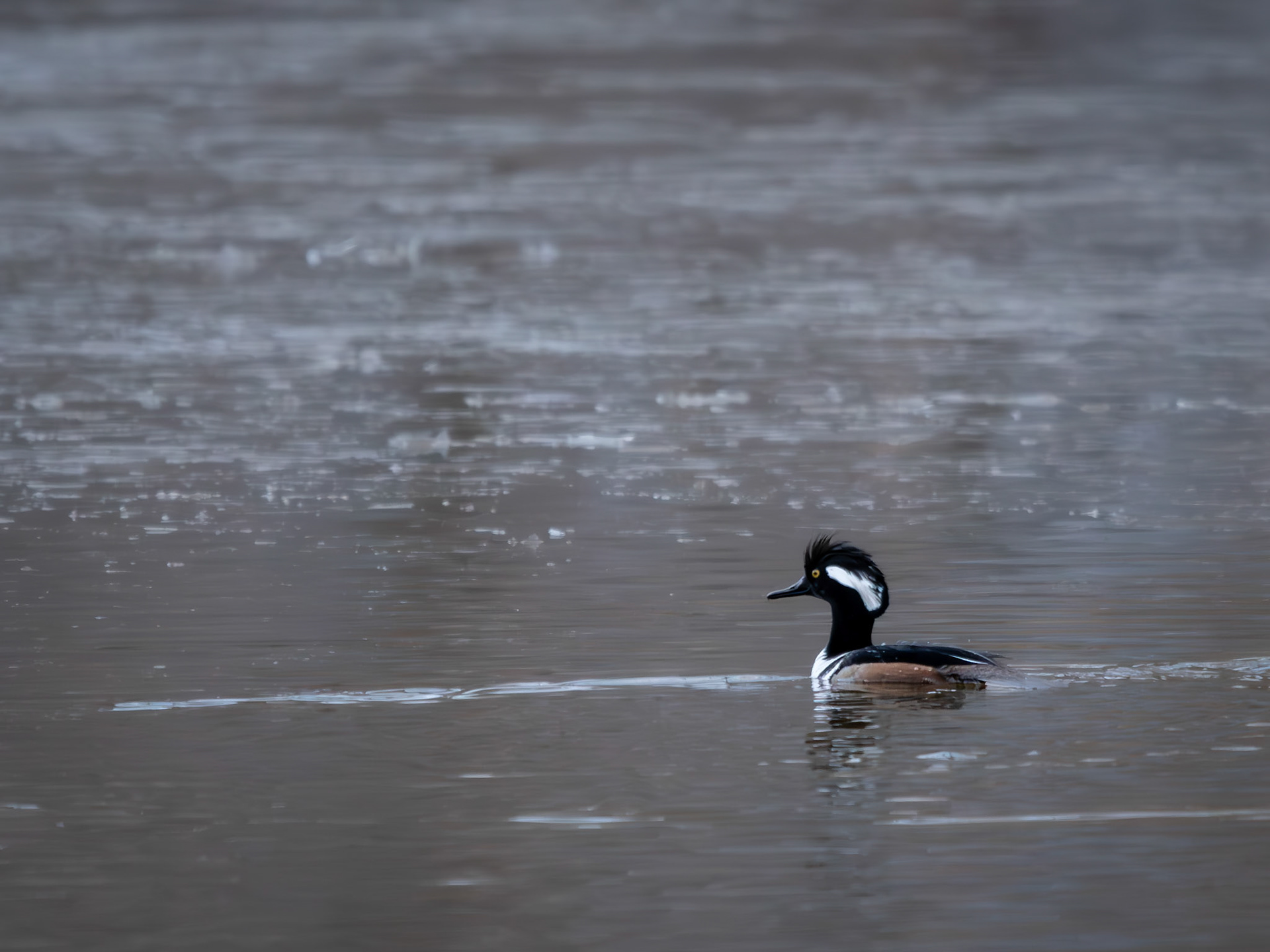 Harle Couronné / Hooded merganser
