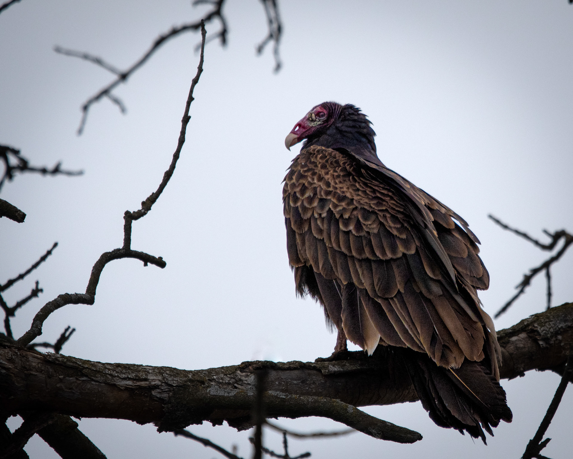 Urubu à tête rouge / Turkey vulture