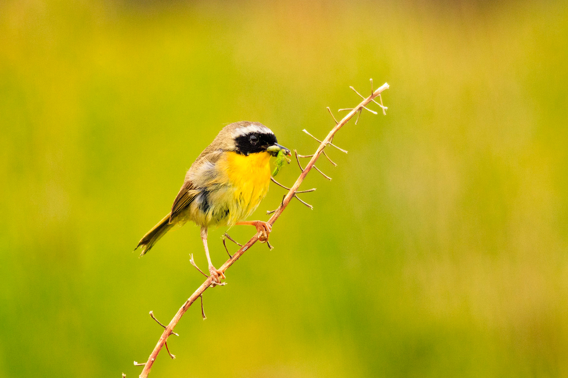 Great Duck Island, Maine