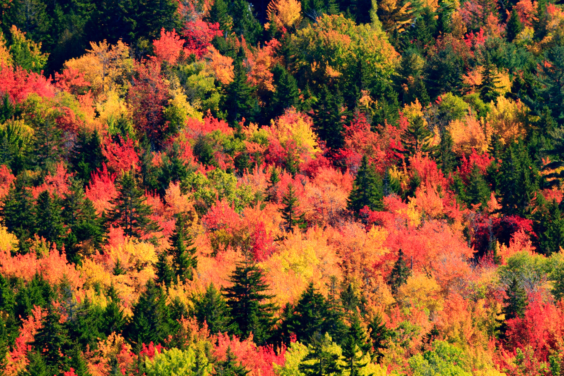 Acadia National Park, Maine