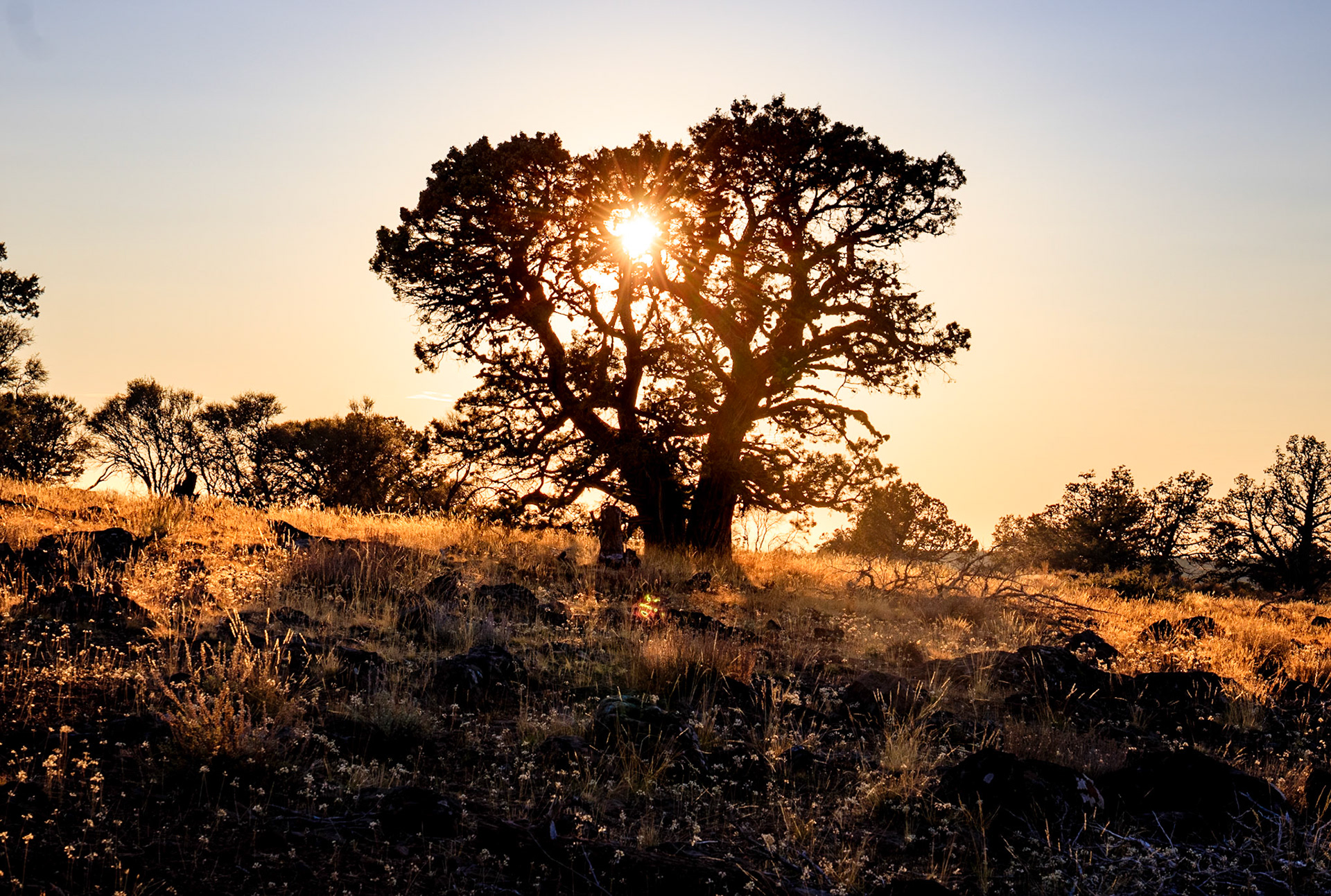Juniper, Steens Mountain, Oregon