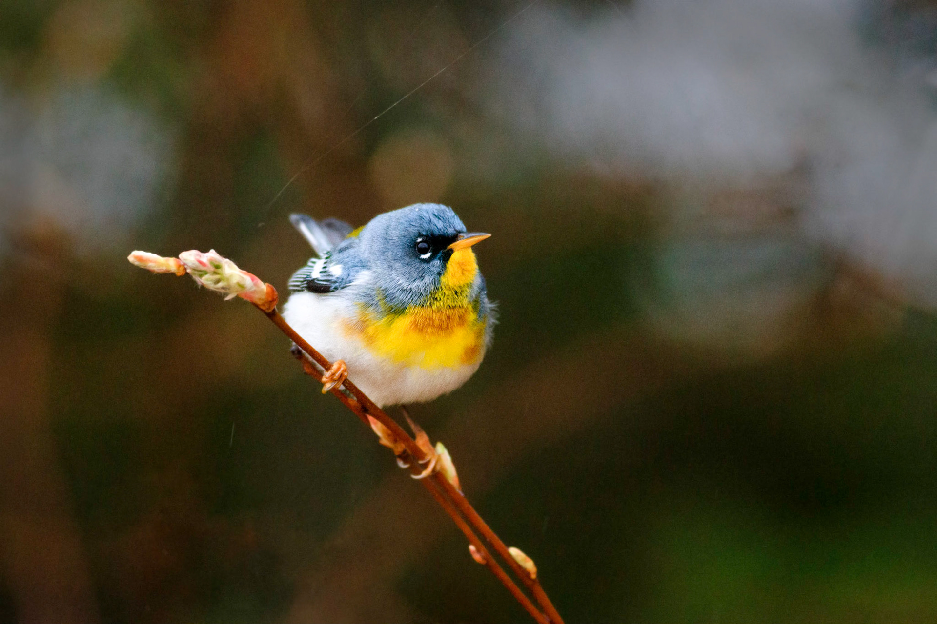 Acadia National Park, Maine