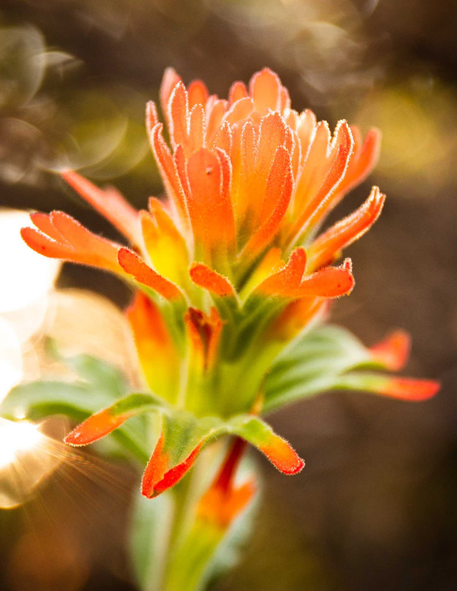 Applegate's Indian Paintbrush, Beardsley