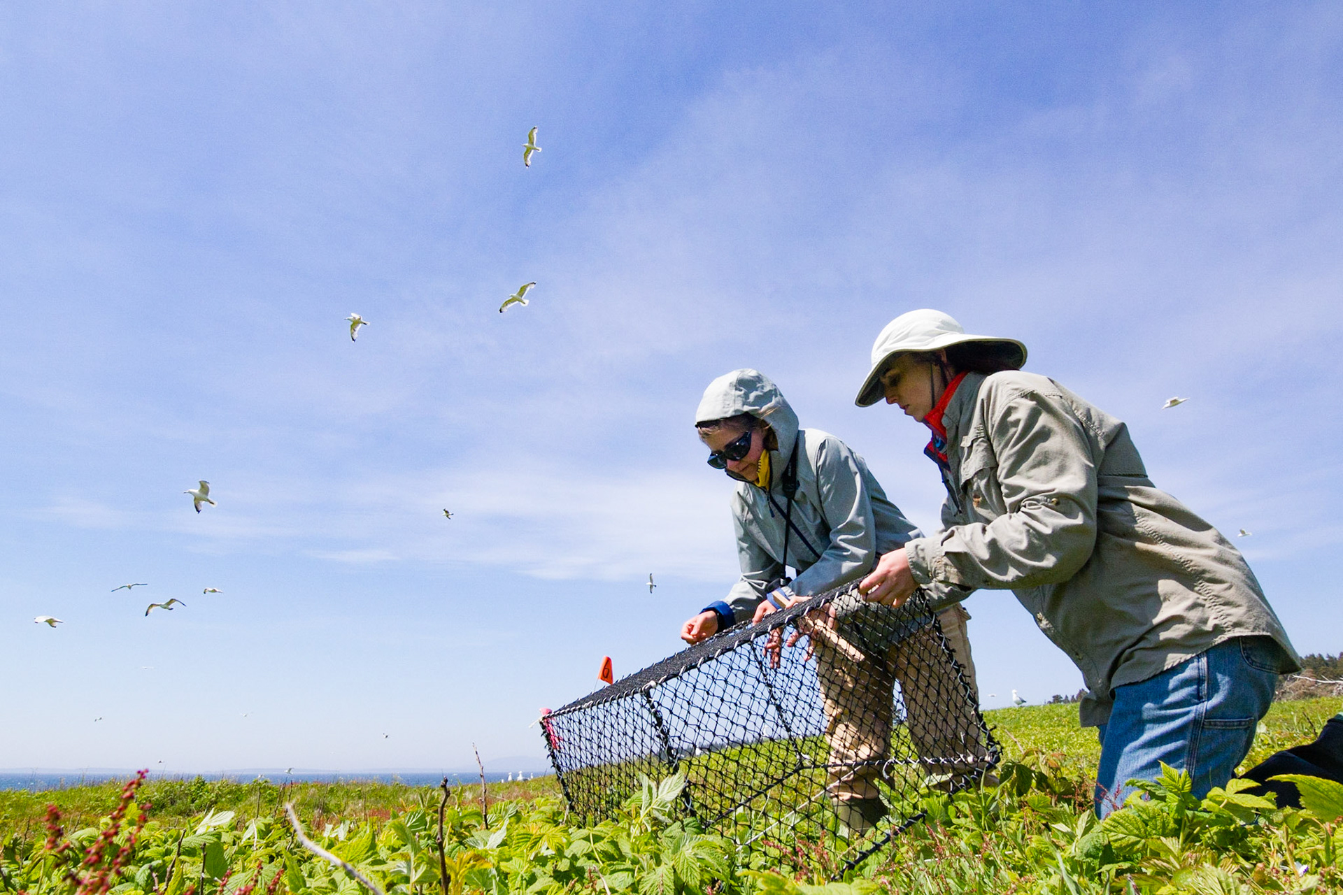 Great Duck Island, Maine