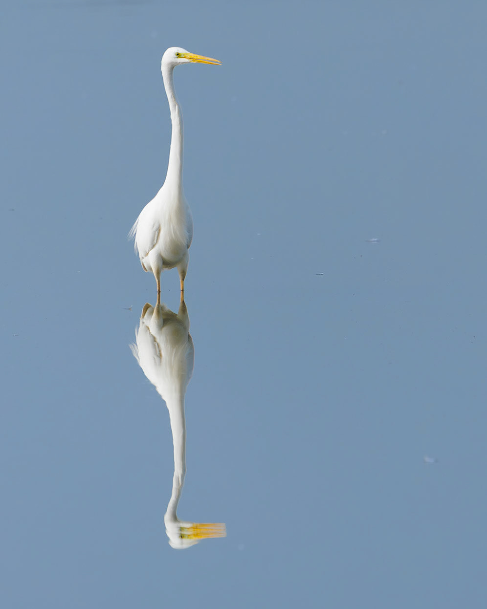 grote zilverreiger