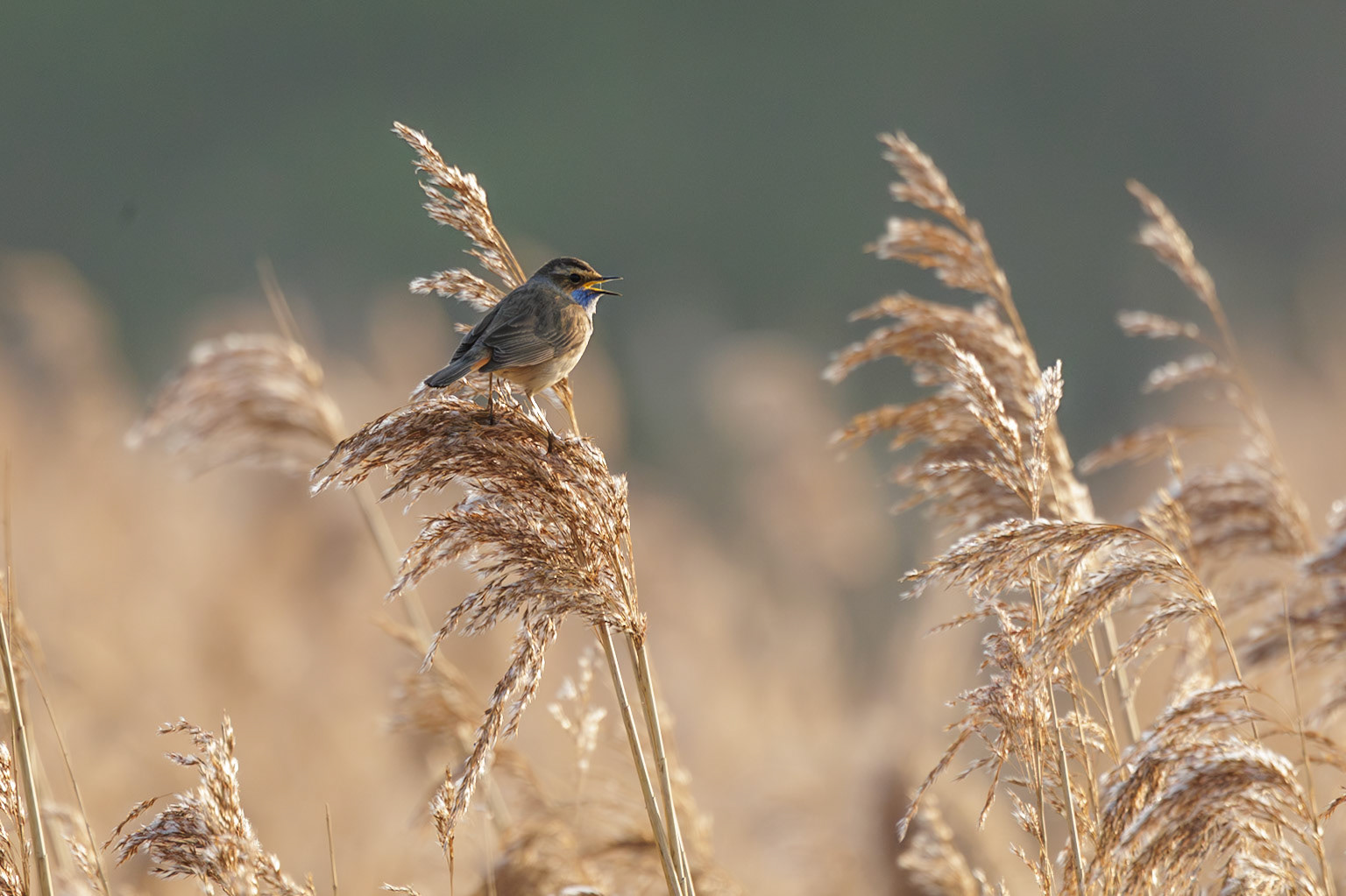 blauwborst