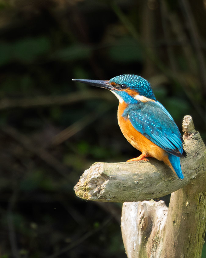 ijsvogel