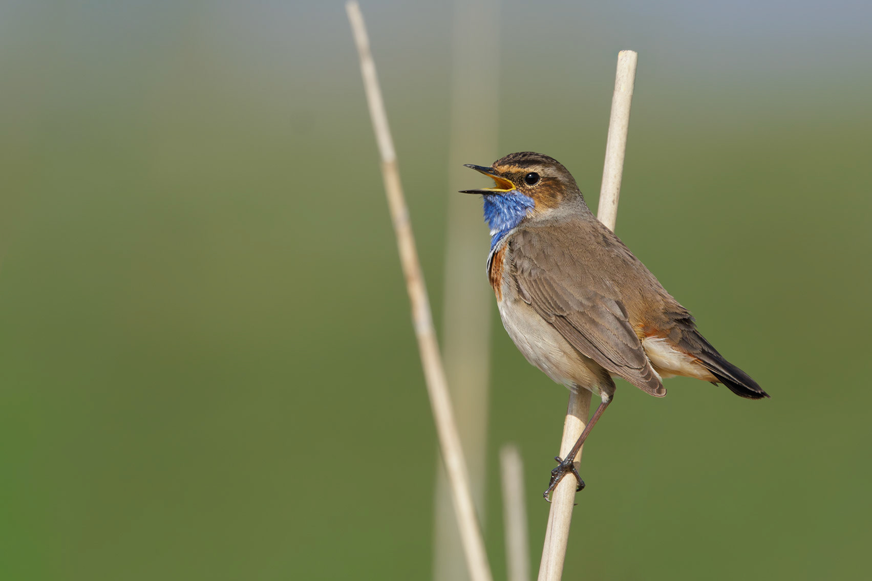 blauwborst
