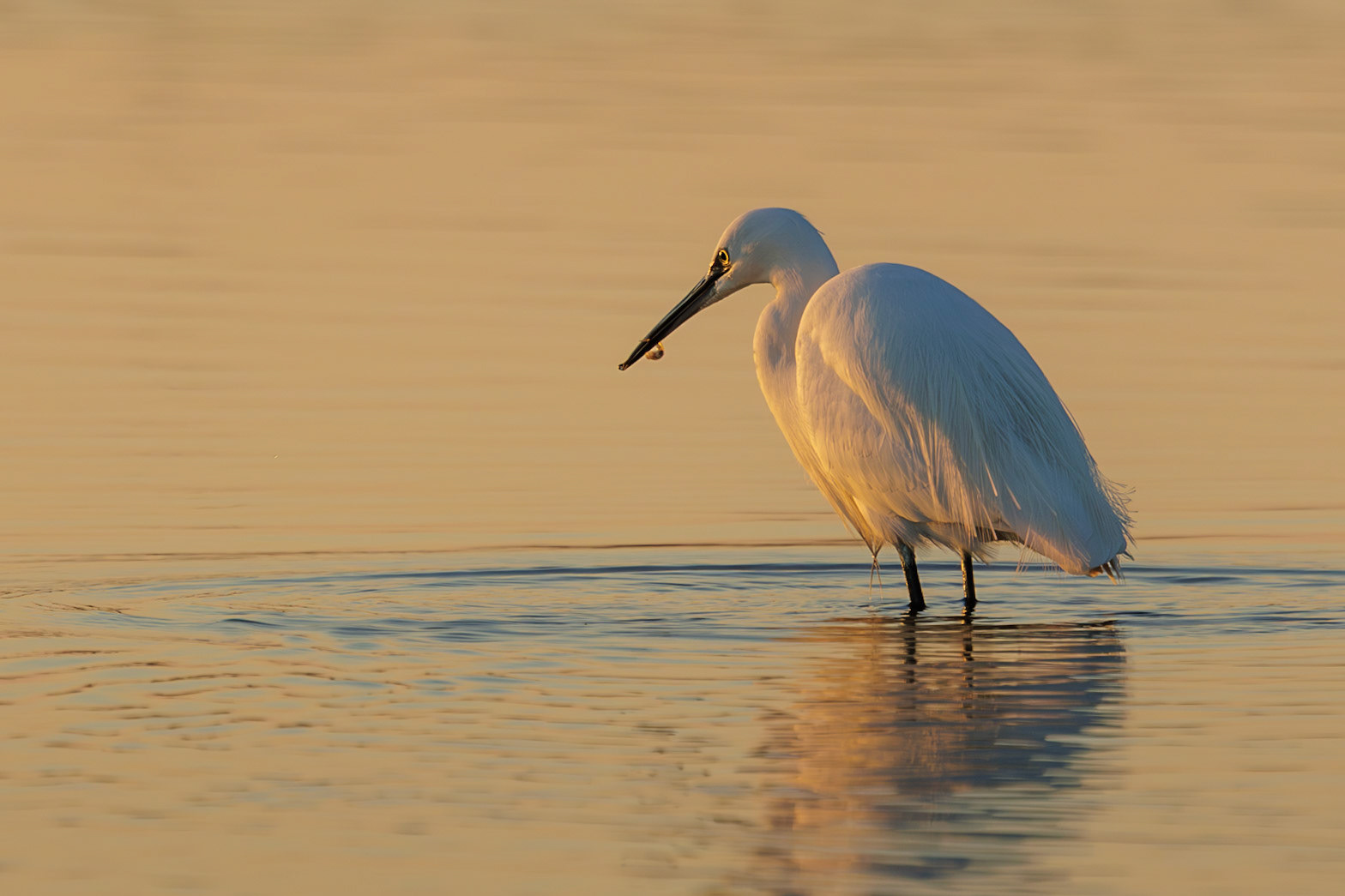 kleine zilverreiger