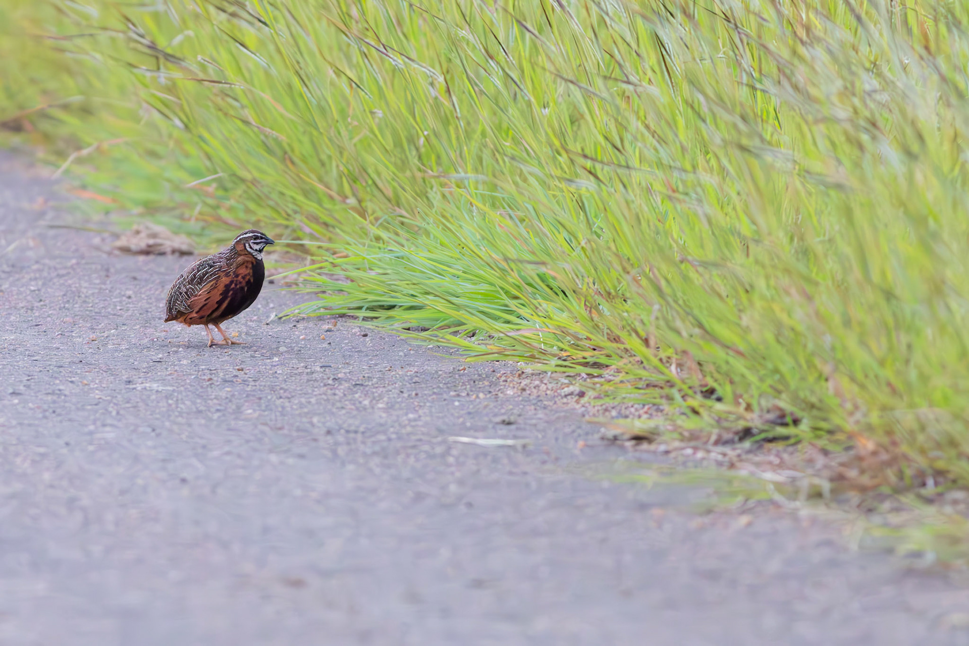 Harlequin Quail (Kruger National Park)