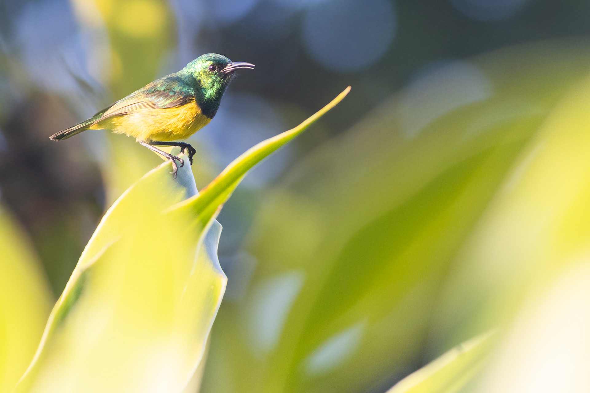 Collared Sunbird (St Lucia, Kwa-Zulu Natal)
