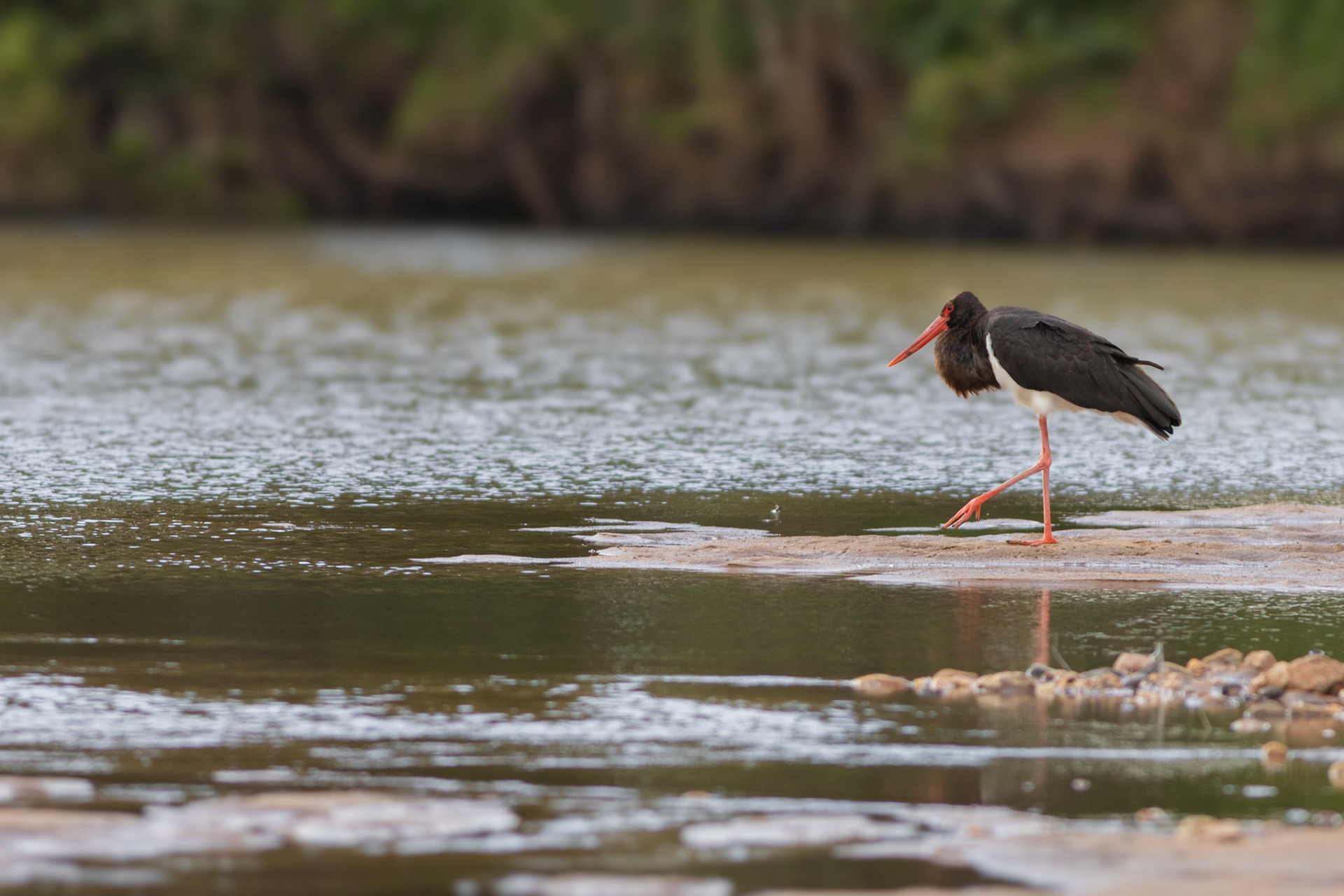 Black Stork (Kruger National Park)