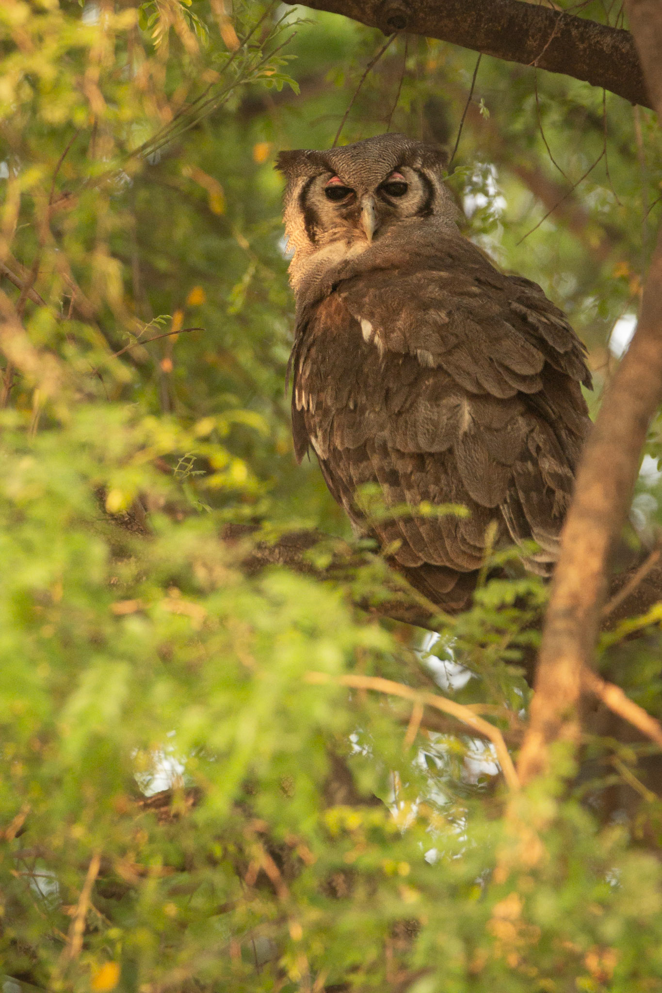 Verreaux's Eagle Owl (Kruger National Park)