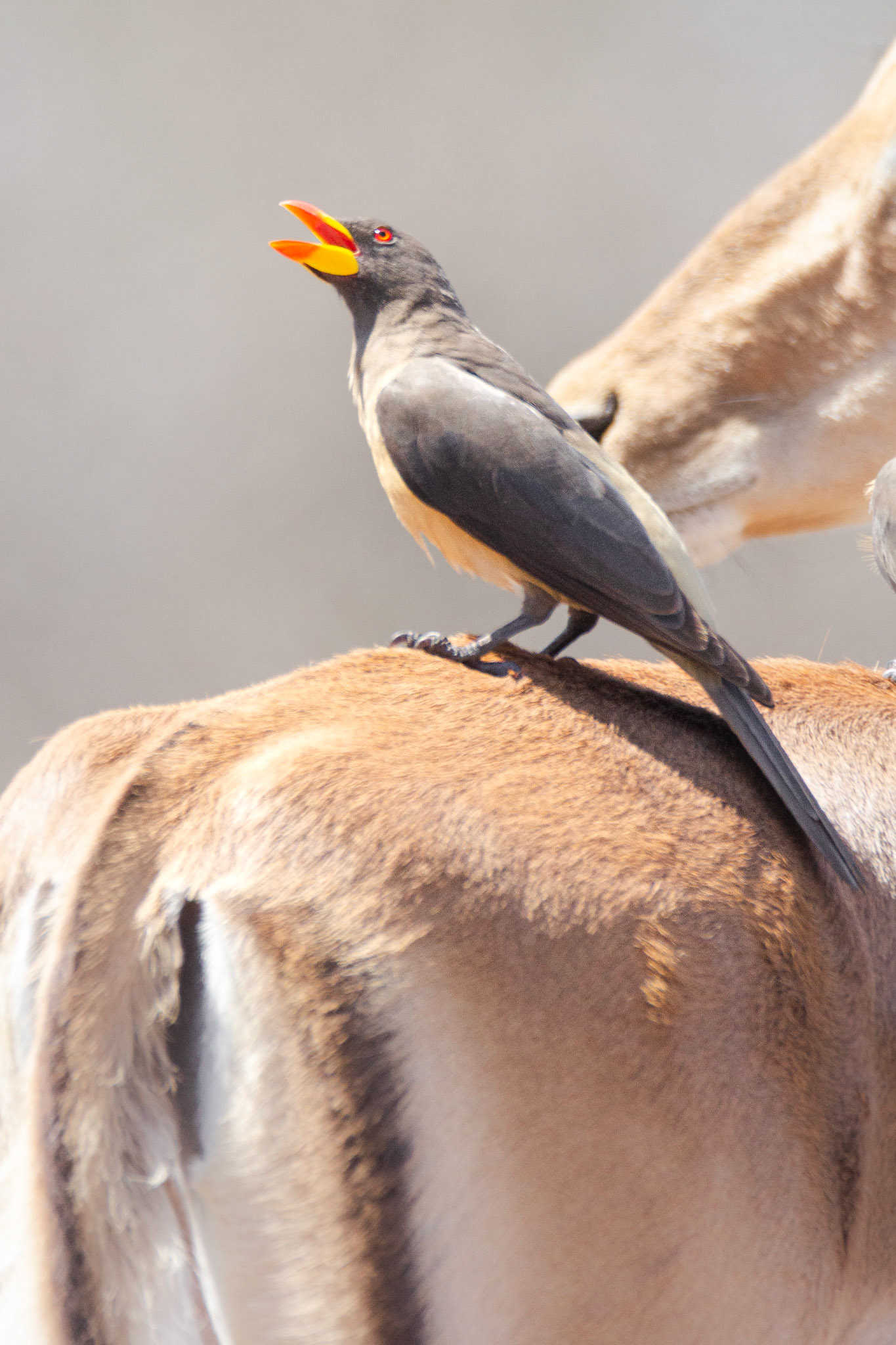 Yellow-billed Oxpecker (Kruger National Park)