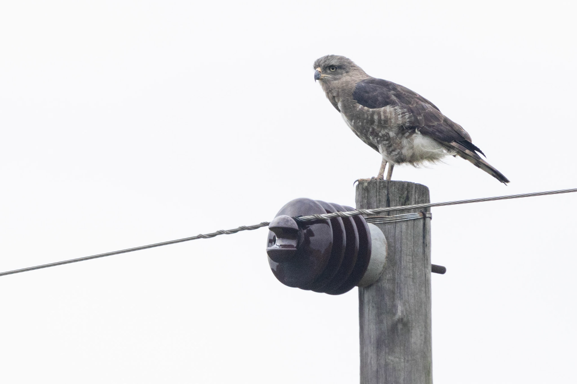 Southern Banded Snake-Eagle (Isimangaliso Wetland Park, Kwa-Zulu Natal)