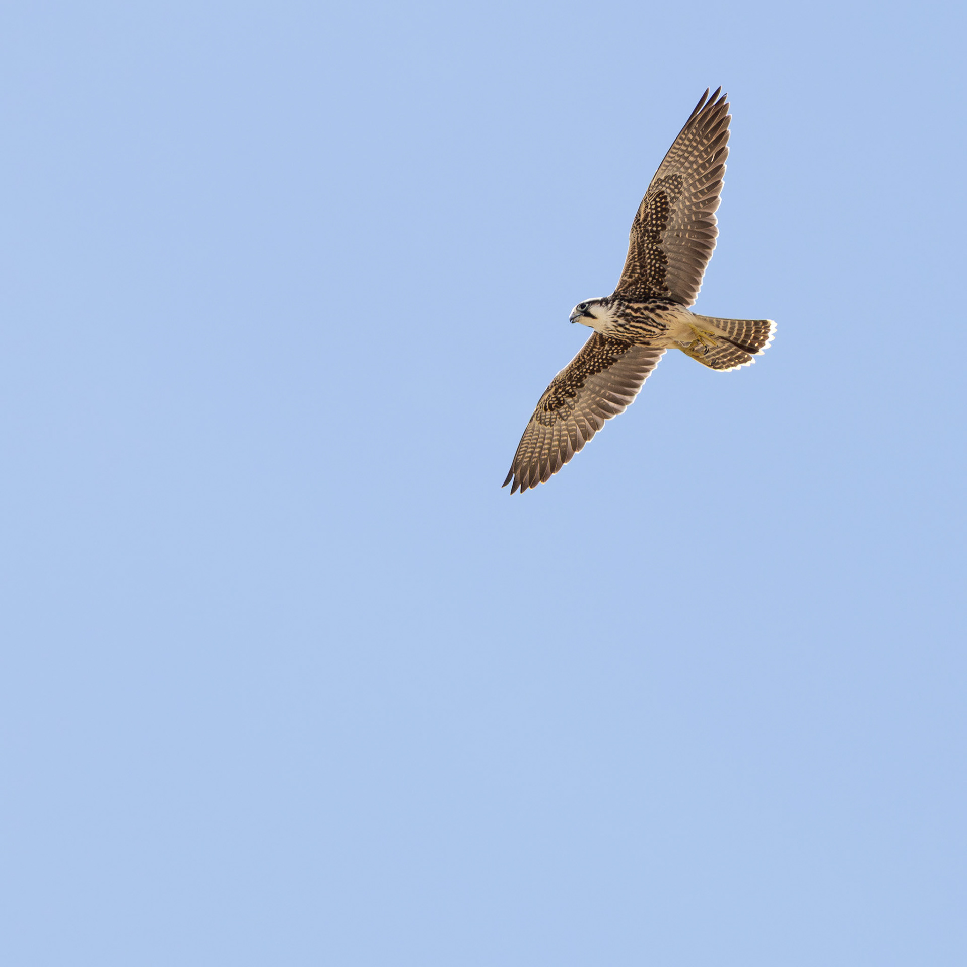 Lanner Falcon (Lalibela Kalahari Reserve, North West)