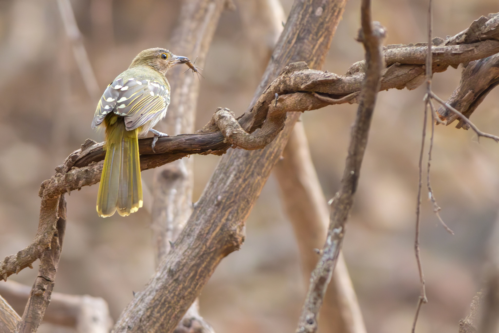 Eastern Nicator (Punda Maria, Kruger National Park)