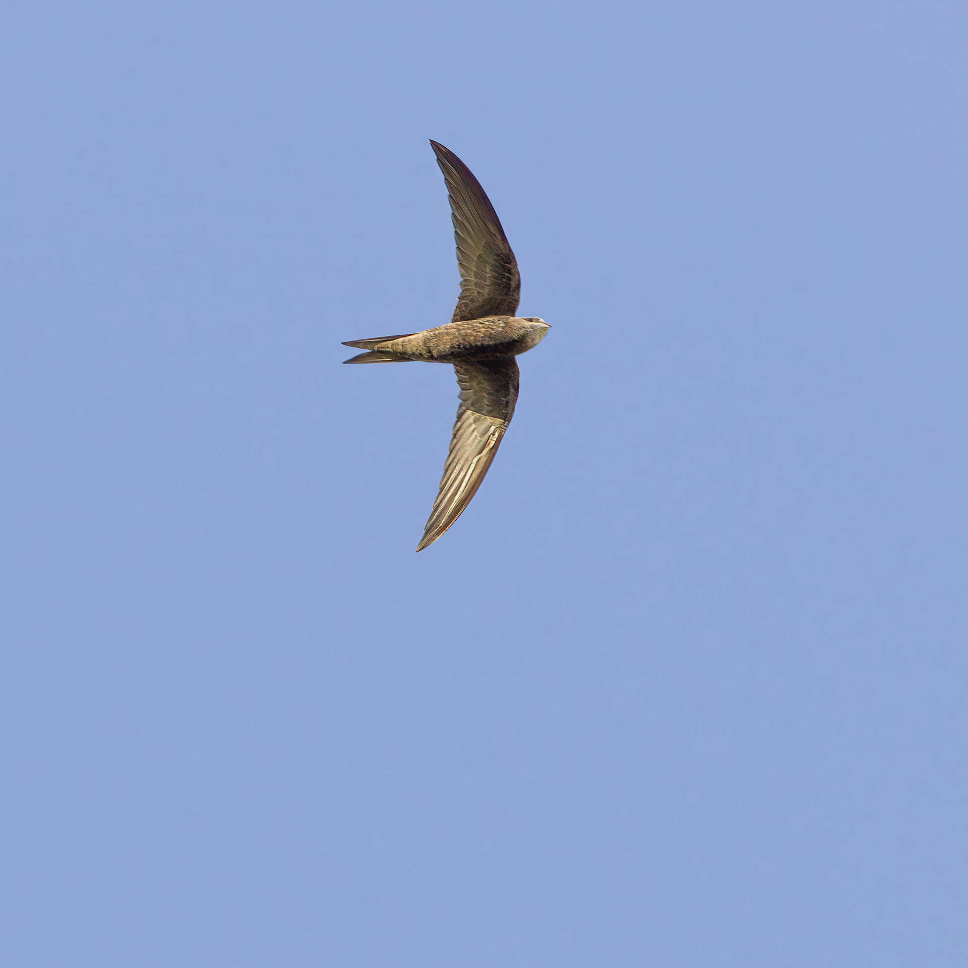 Common Swift (Lalibela Kalahari Reserve, North West)