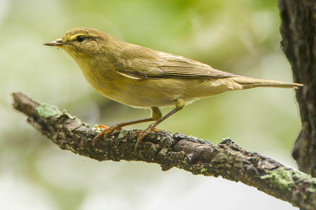 Willow Warbler (Timbavati, Greater Kruger)