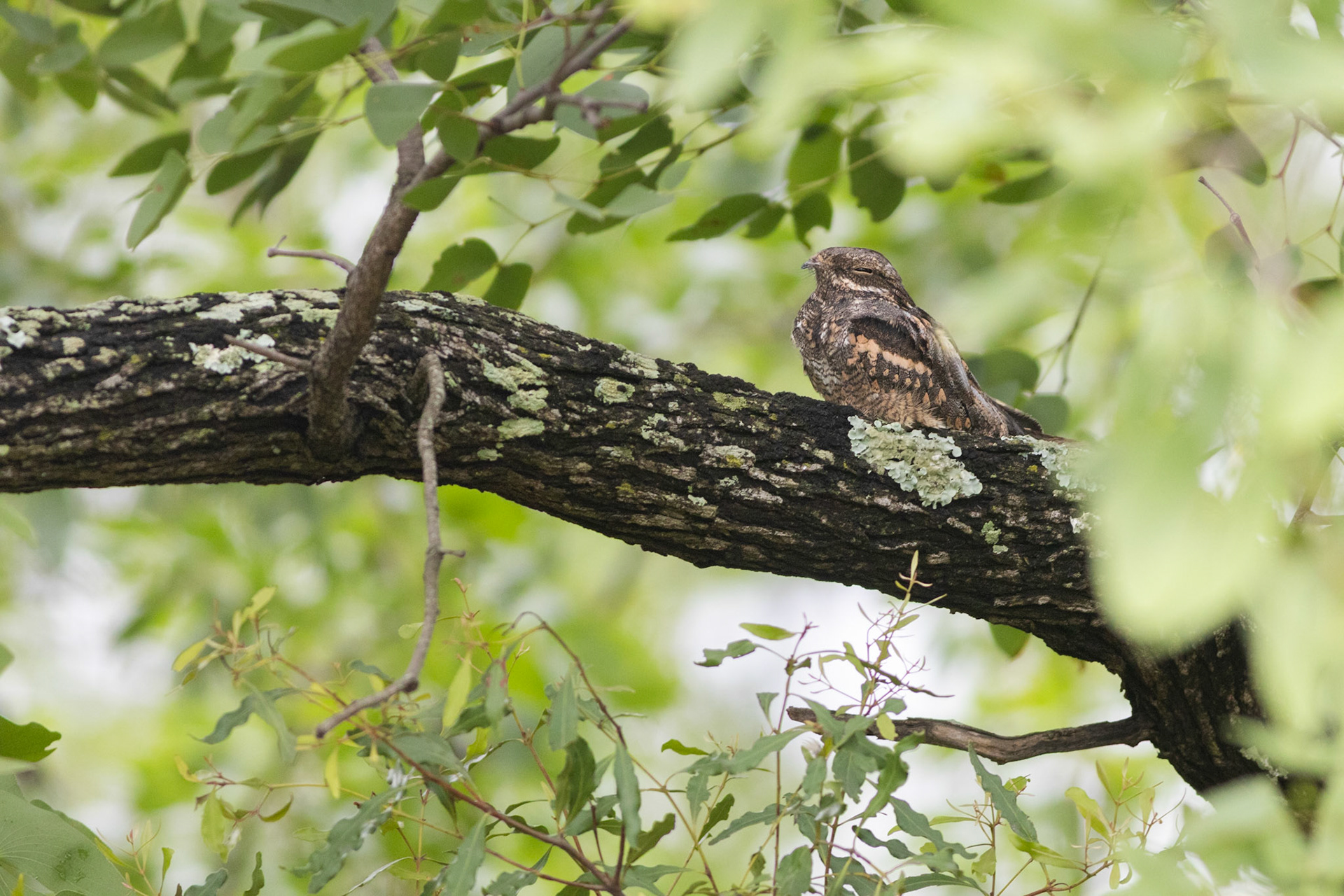 European Nightjar (Punda Maria, Kruger National Park)