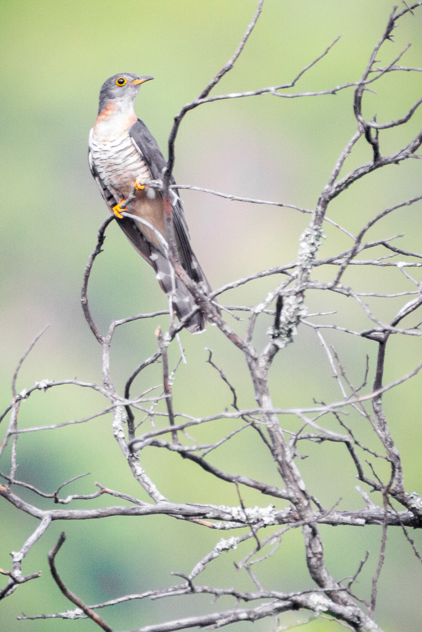 Red-chested Cuckoo (Lydenburg, Mpumalanga)