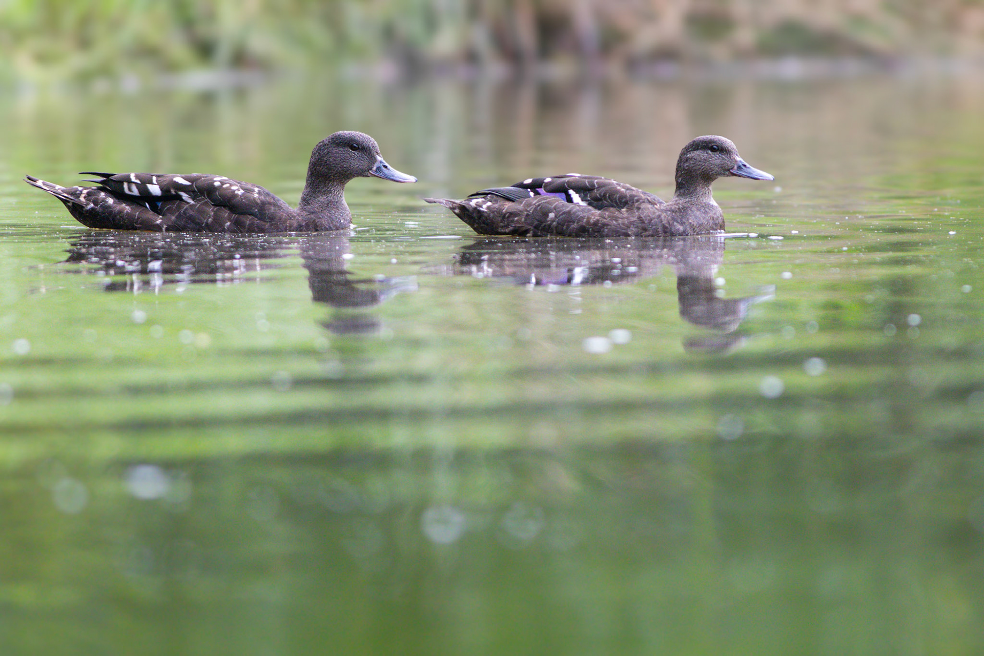African Black Duck (Johannesburg, Gauteng)