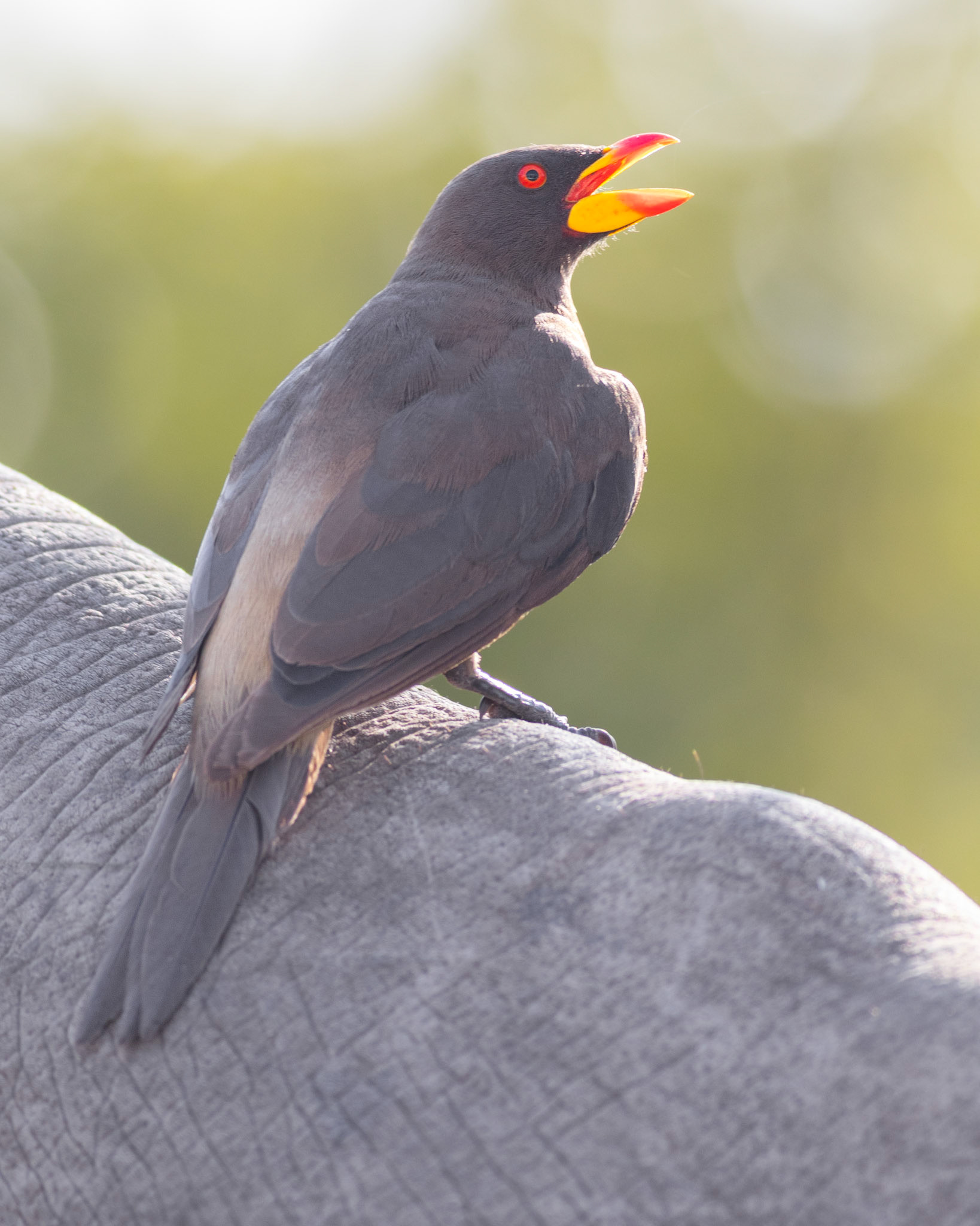 Yellow-billed Oxpecker (Kruger National Park)