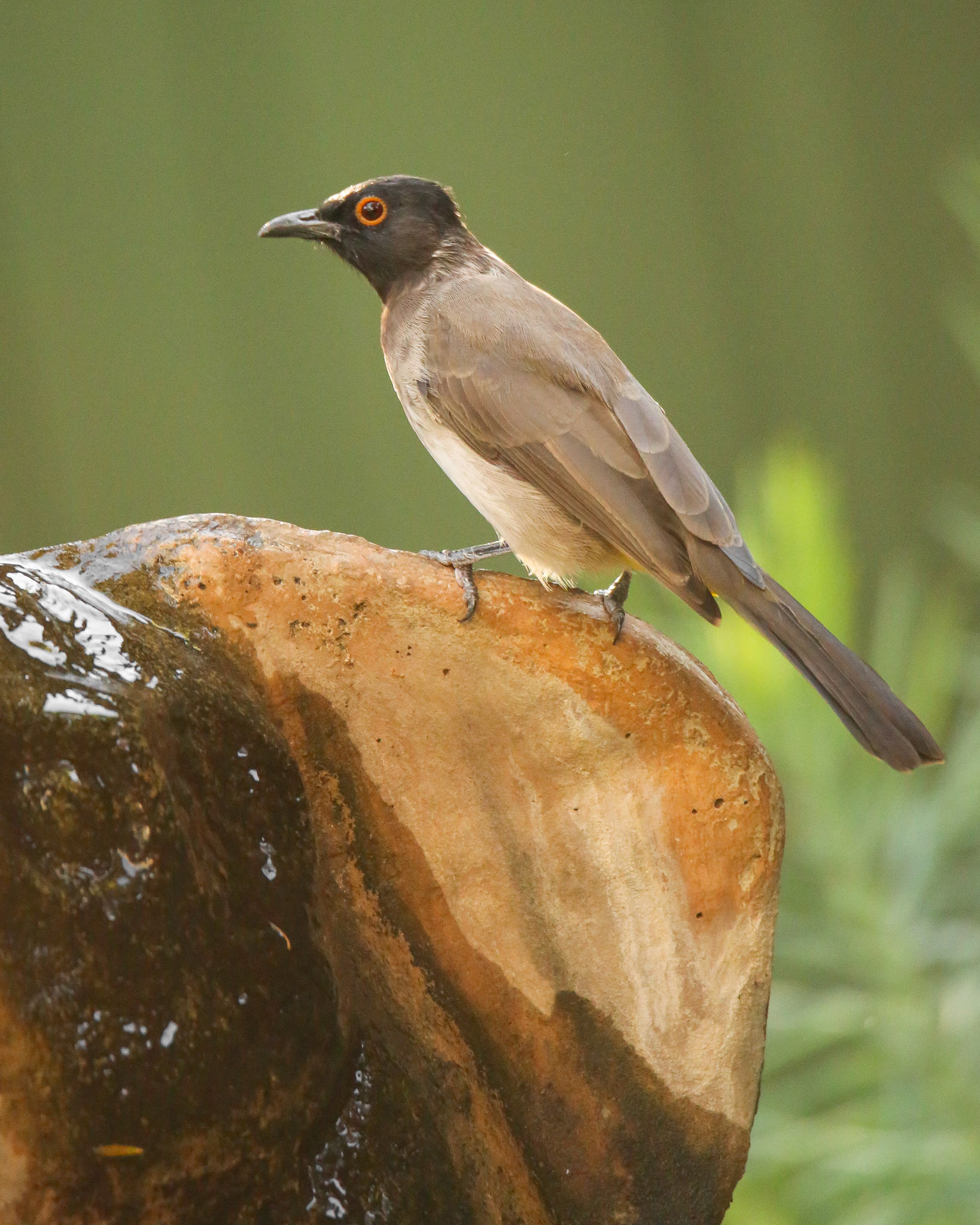 African Red-eyed Bulbul (Vereeniging, Gauteng)
