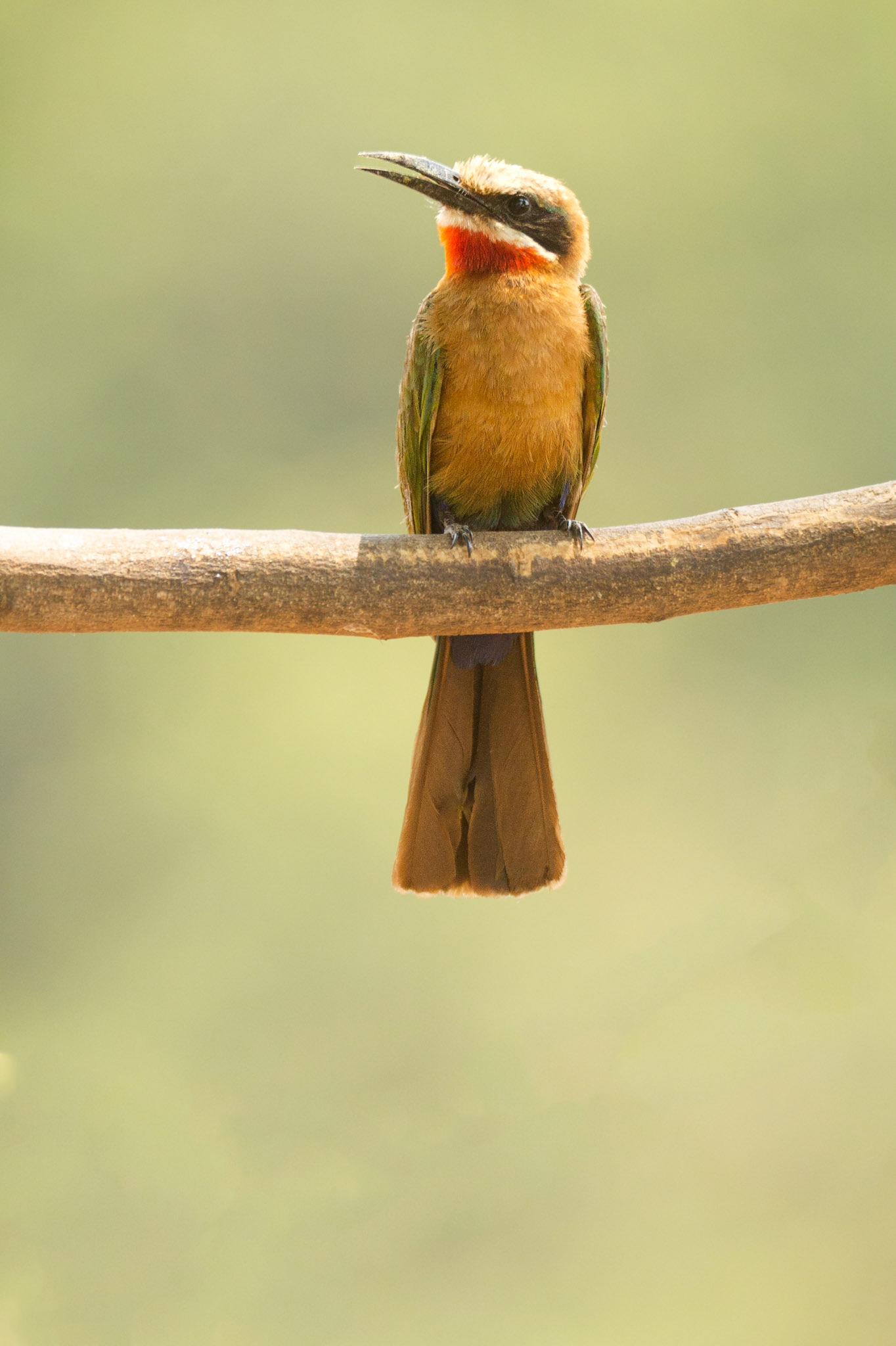 White-fronted Bee-eater (Kruger National Park)