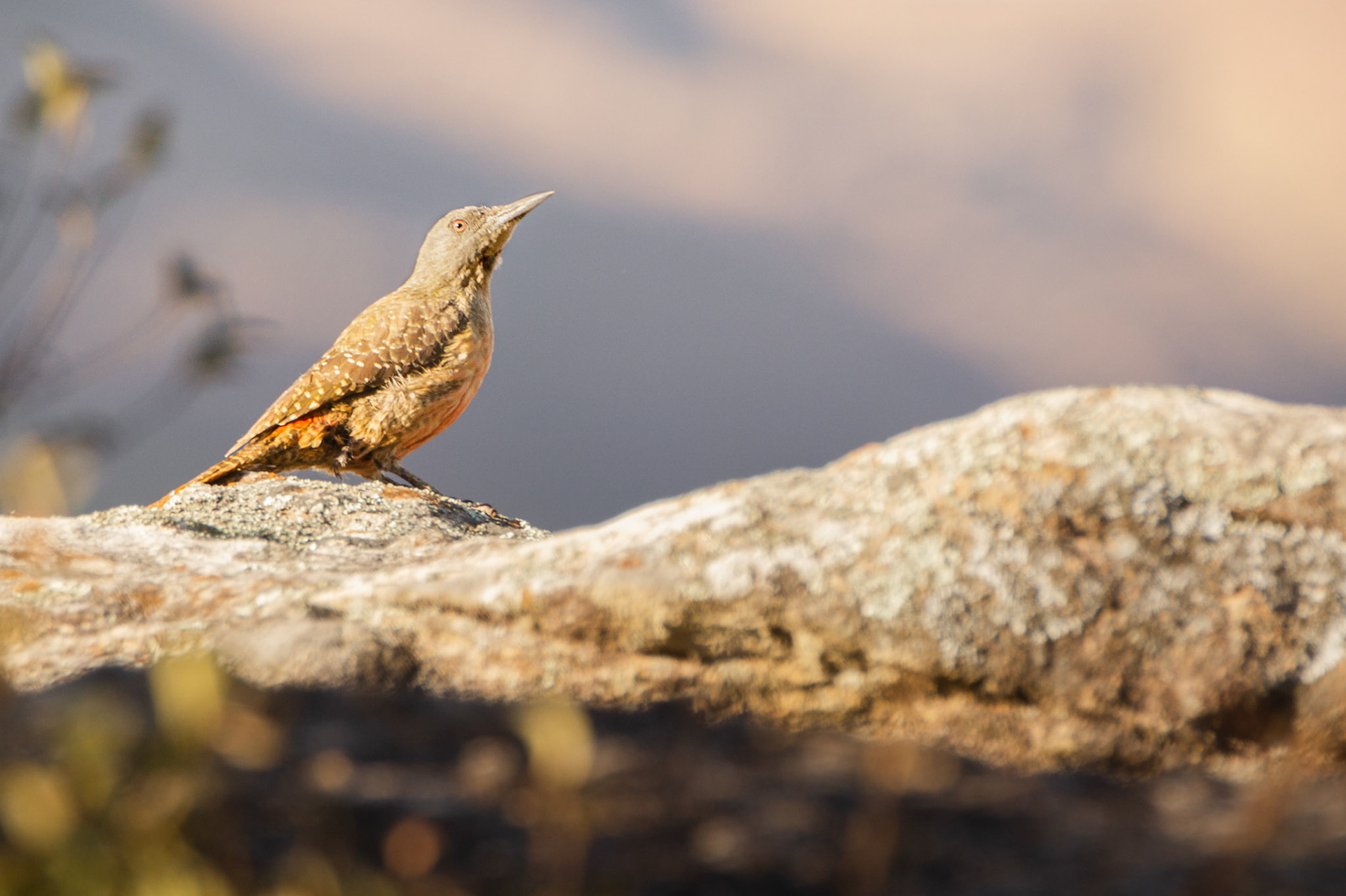 Ground Woodpecker (Sani Pass, Kwa-Zulu Natal)