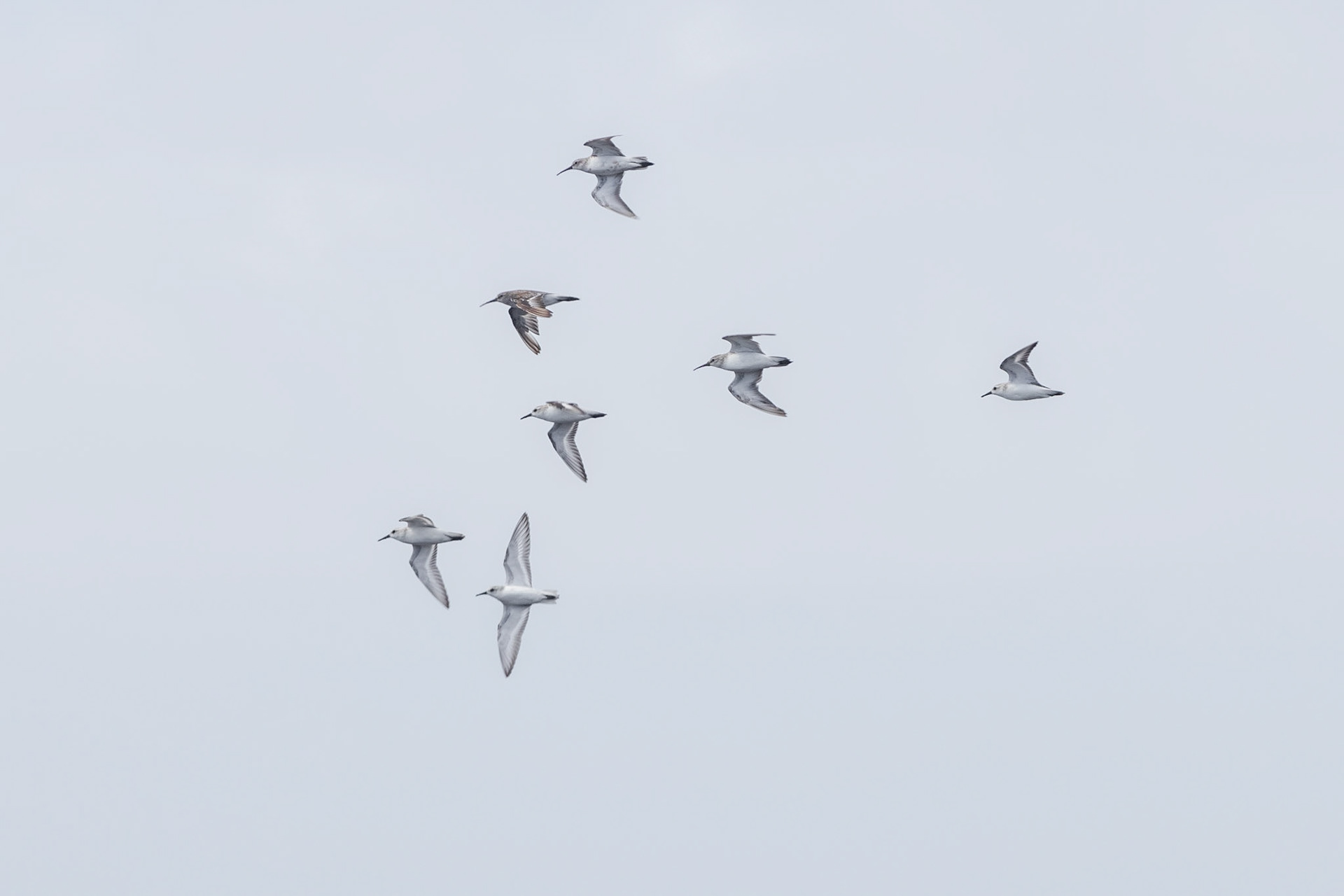 Curlew Sandpipers and Sanderlings (Pomene, Mozambique)