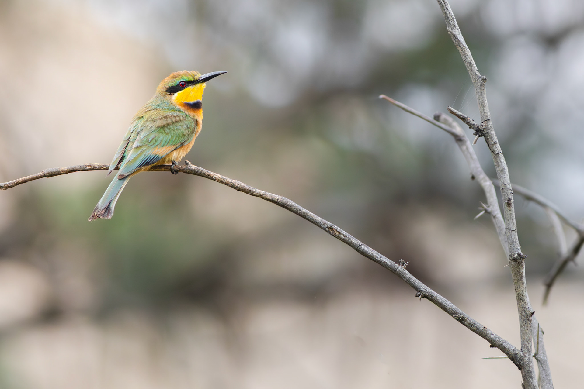Little Bee-eater (Umhlanga Nature Reserve)