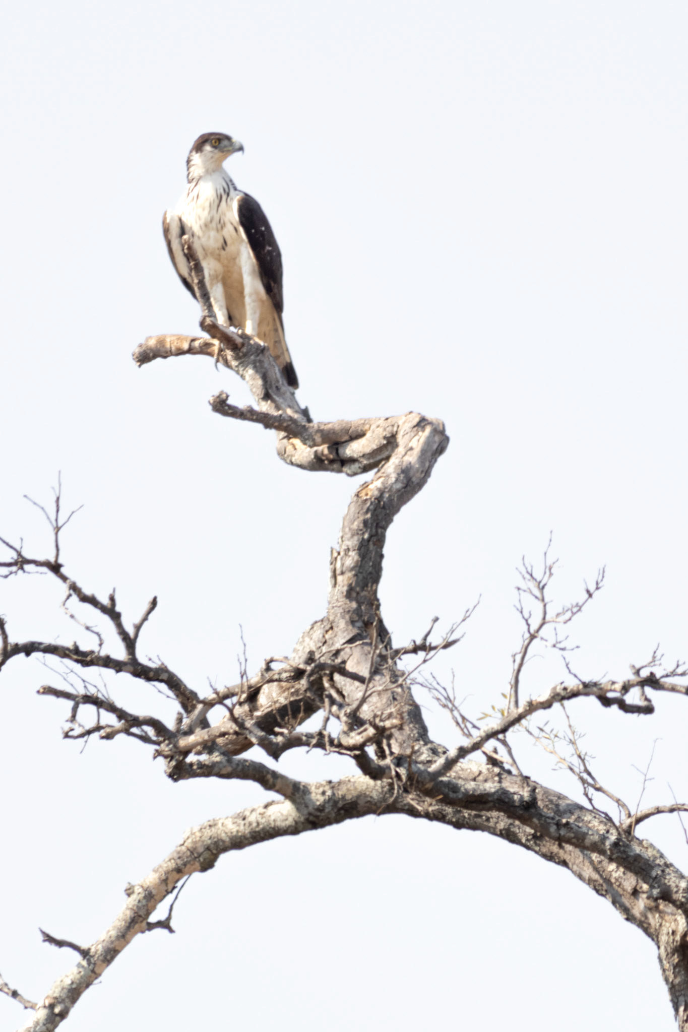 African Hawk-Eagle (Punda Maria, Kruger National Park)