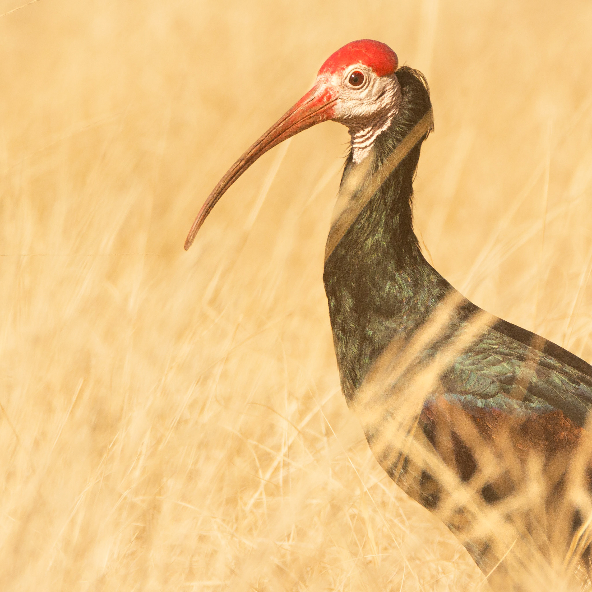 Southern Bald Ibis (Underberg, Kwa-Zulu Natal)
